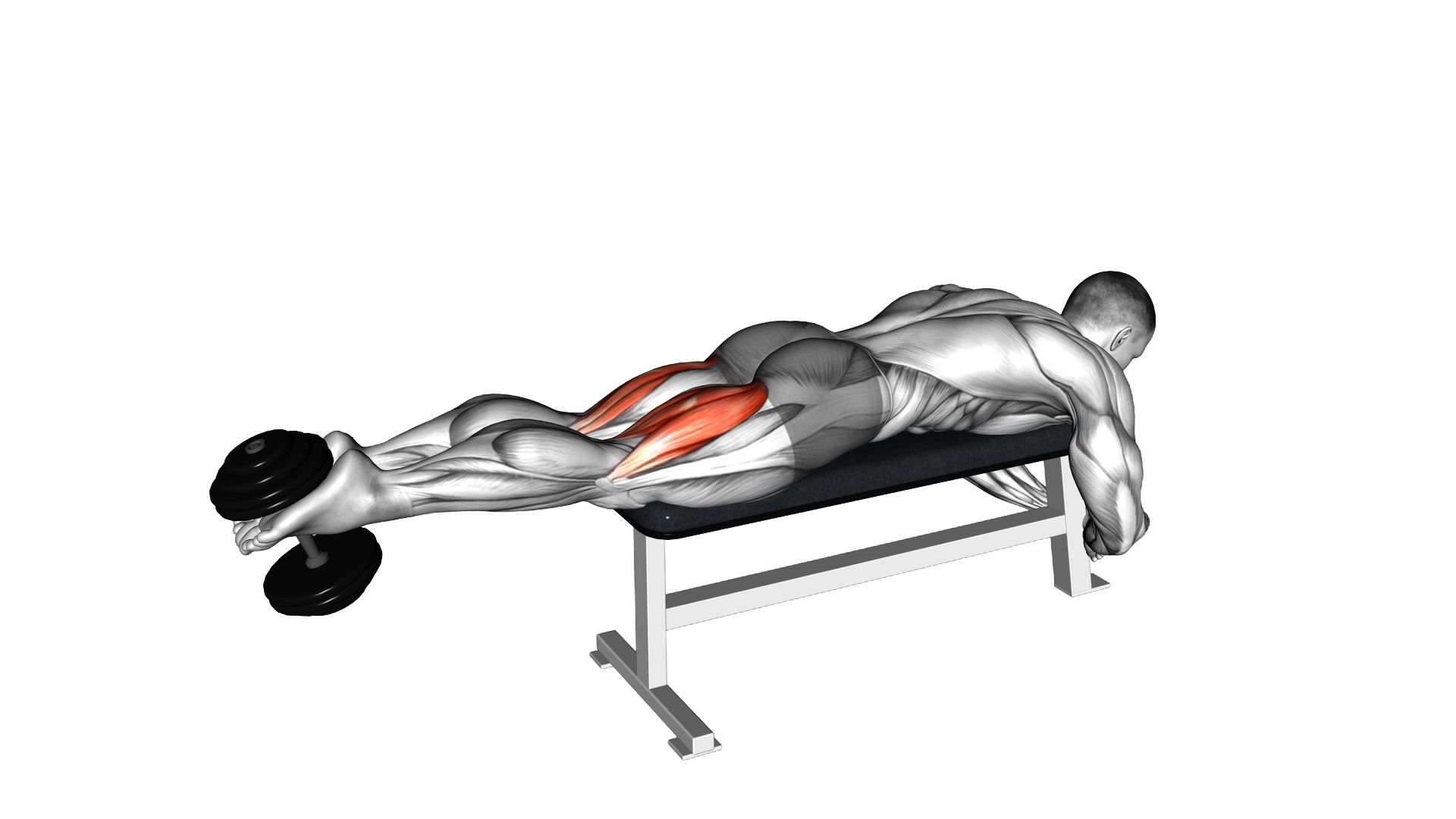 Dumbbell Lying Femoral exercise thumbnail