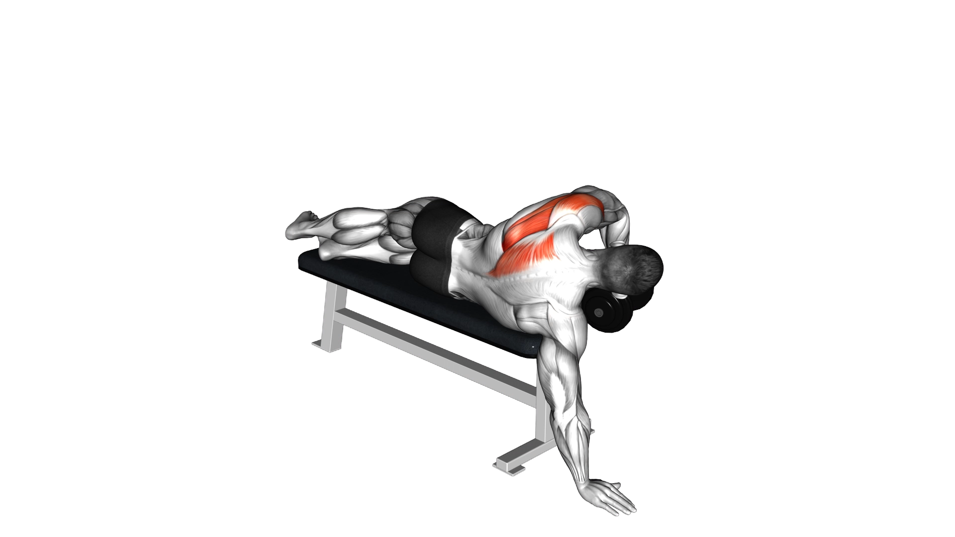 Dumbbell Lying One Arm Deltoid Rear exercise thumbnail