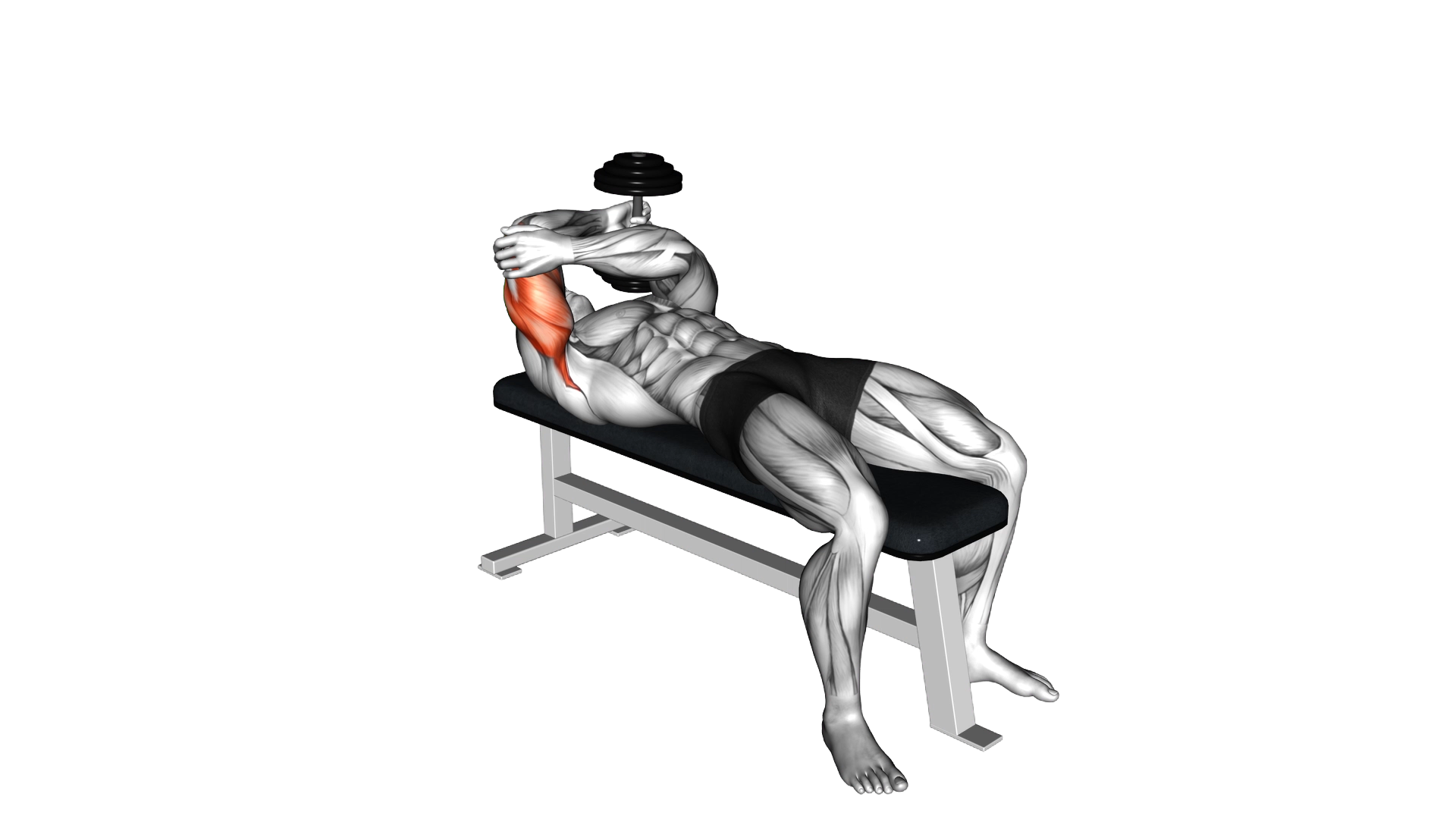 Dumbbell Lying One Arm Pronated Triceps Extension exercise thumbnail