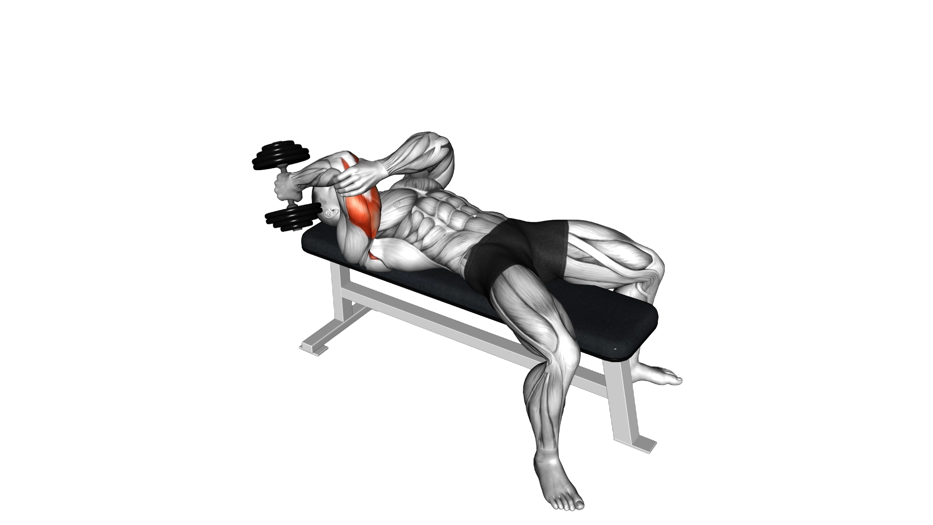 Dumbbell Lying One Arm Supinated Triceps Extension exercise thumbnail
