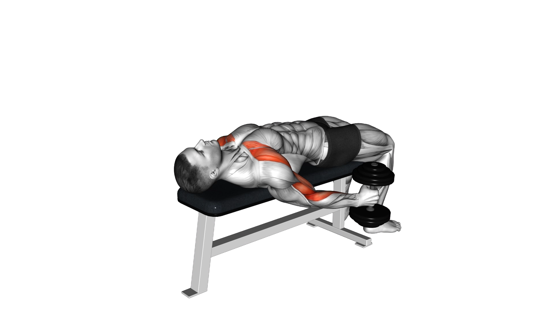 Dumbbell Lying Supine Curl exercise thumbnail