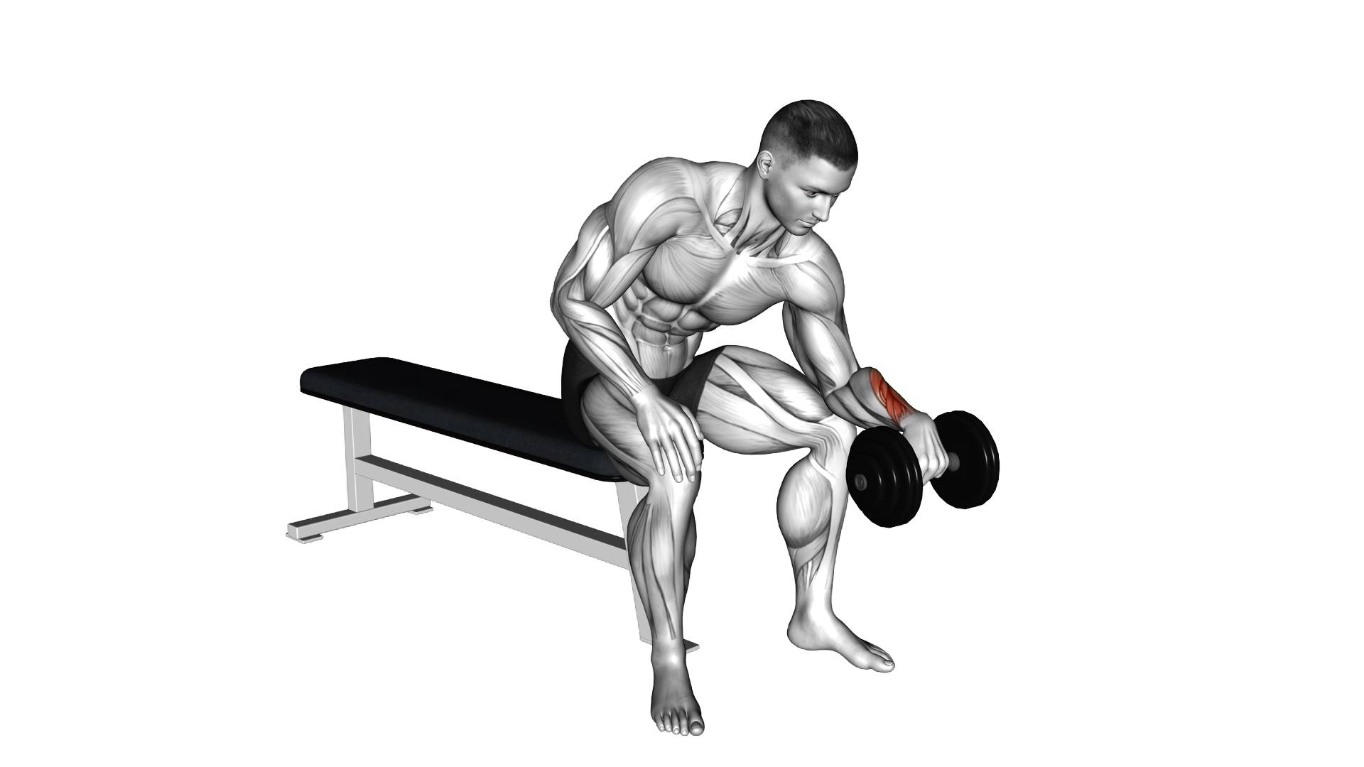 Dumbbell One arm Revers Wrist Curl exercise thumbnail