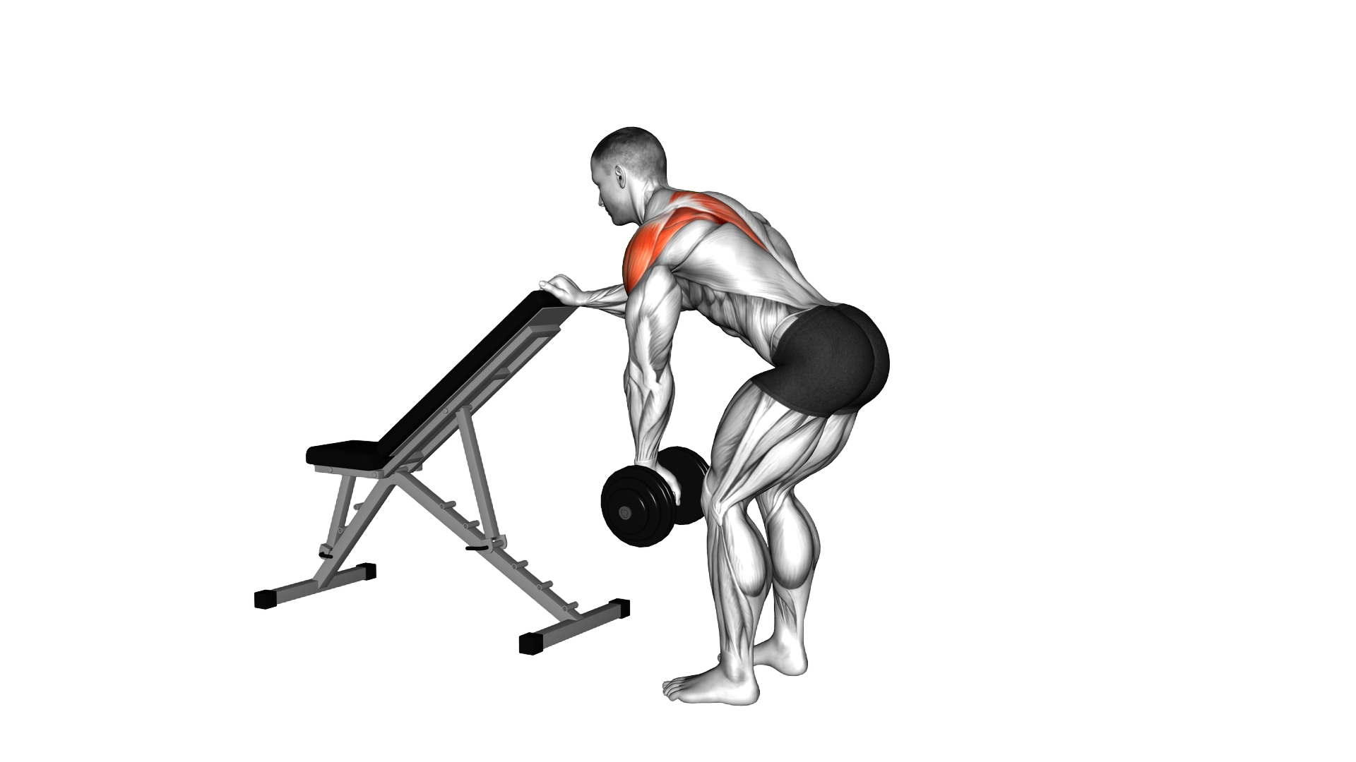Dumbbell One Arm Reverse Fly (with support) exercise thumbnail