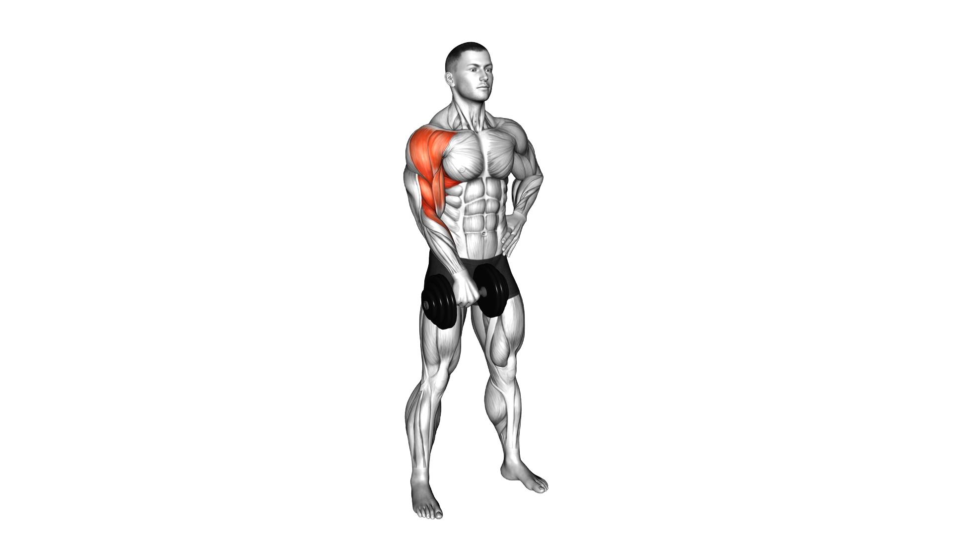 Dumbbell One Arm Upright Row exercise thumbnail