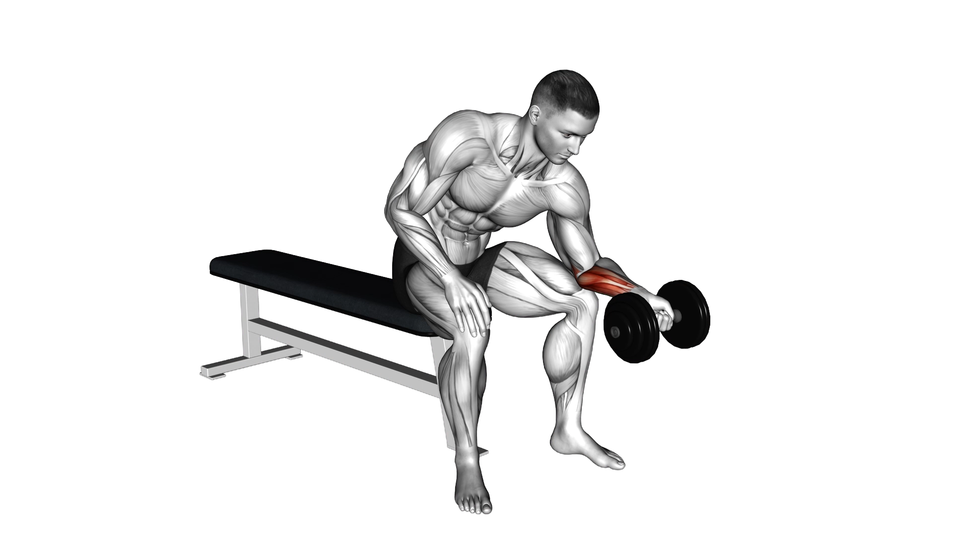 Dumbbell One arm Wrist Curl exercise thumbnail