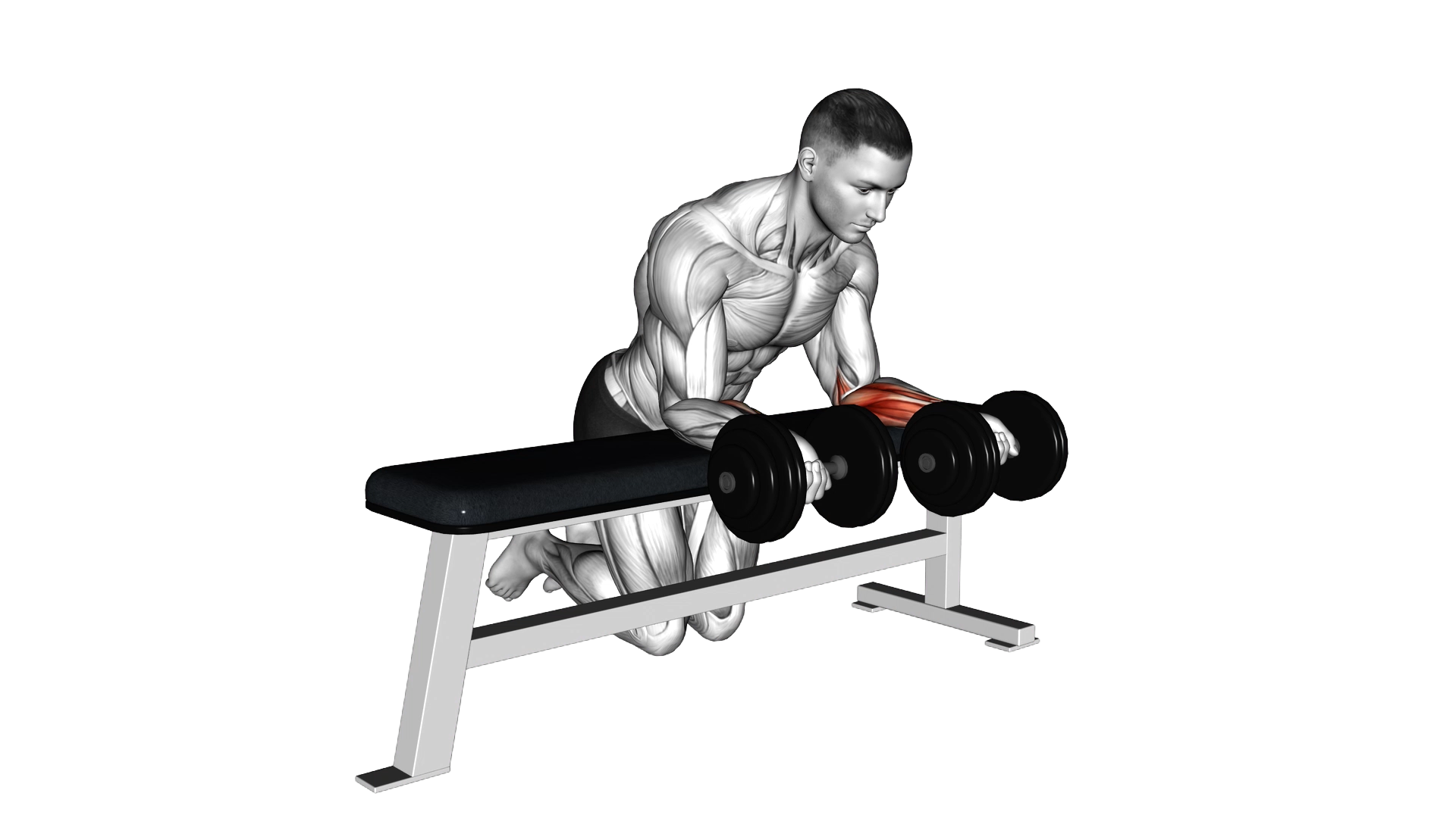 Dumbbell Over Bench Revers Wrist Curl exercise thumbnail