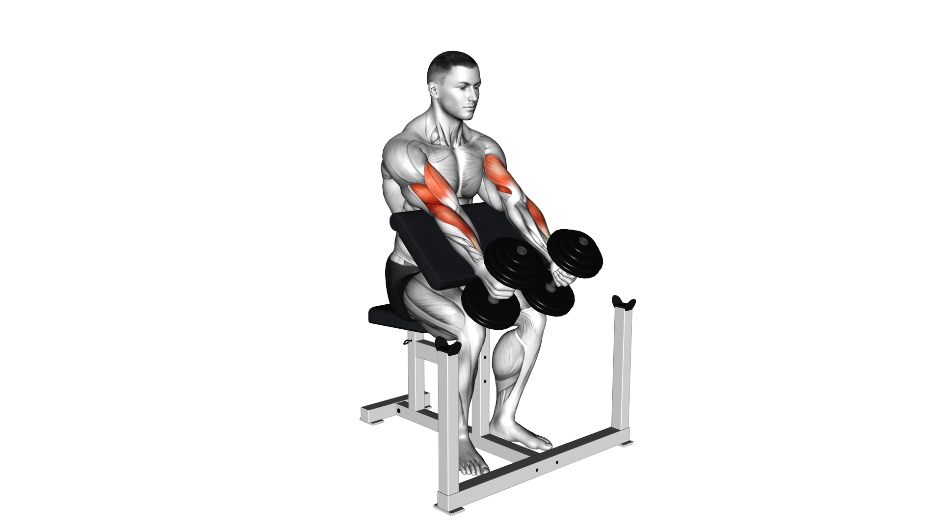 Dumbbell Peacher Hammer Curl exercise thumbnail