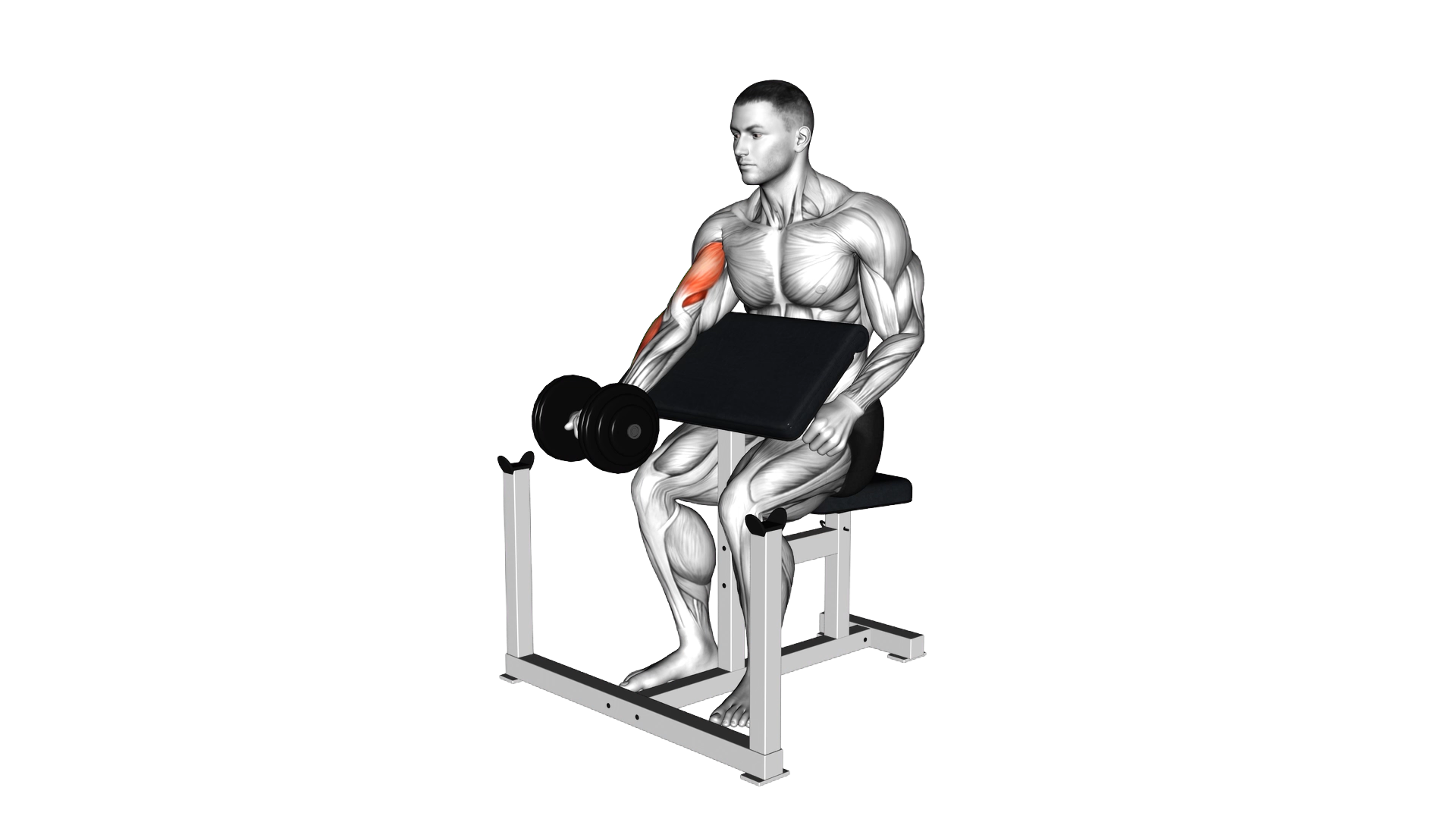 Dumbbell Preacher Curl exercise thumbnail