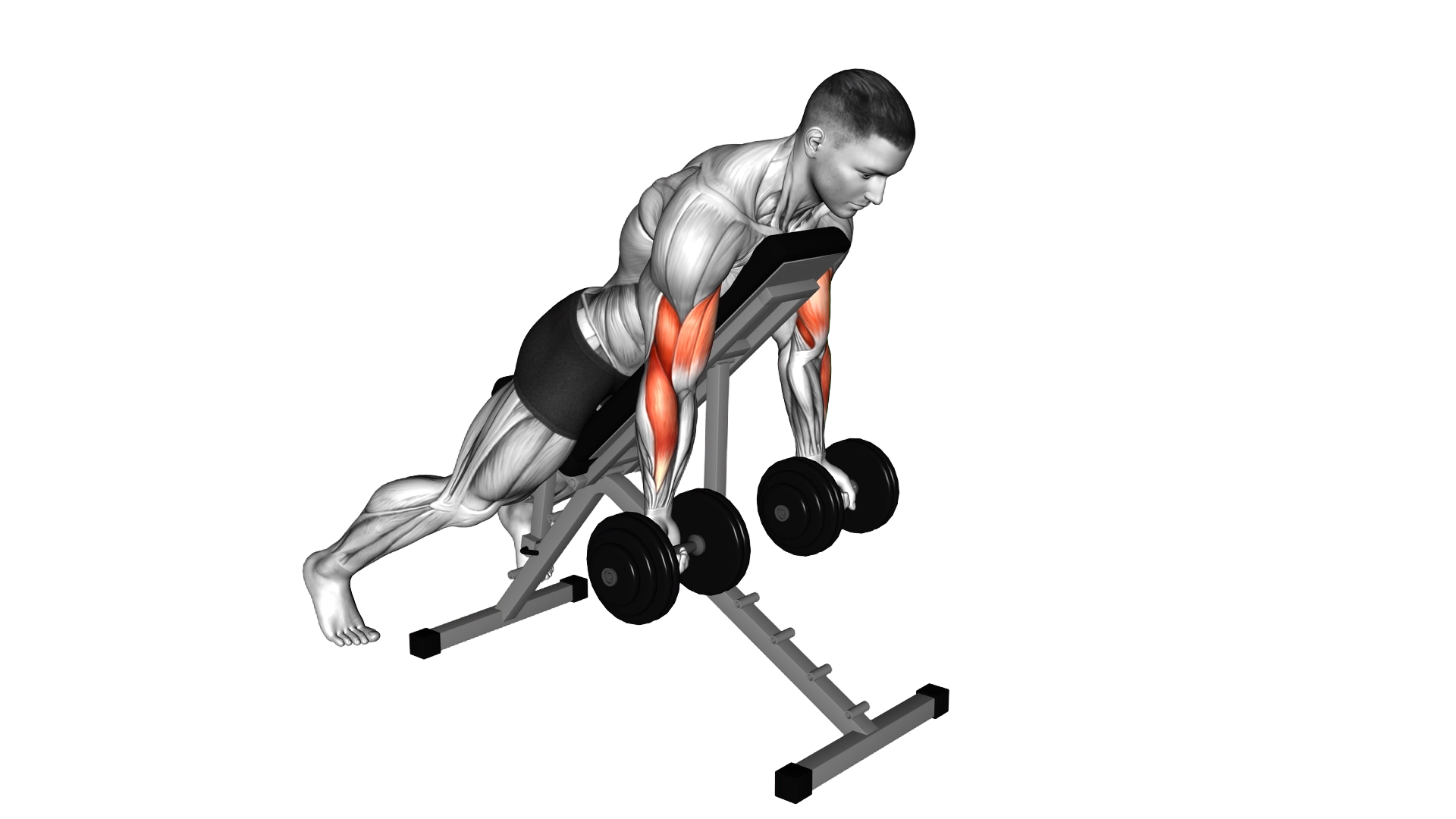 Dumbbell Prone Incline Curl exercise thumbnail