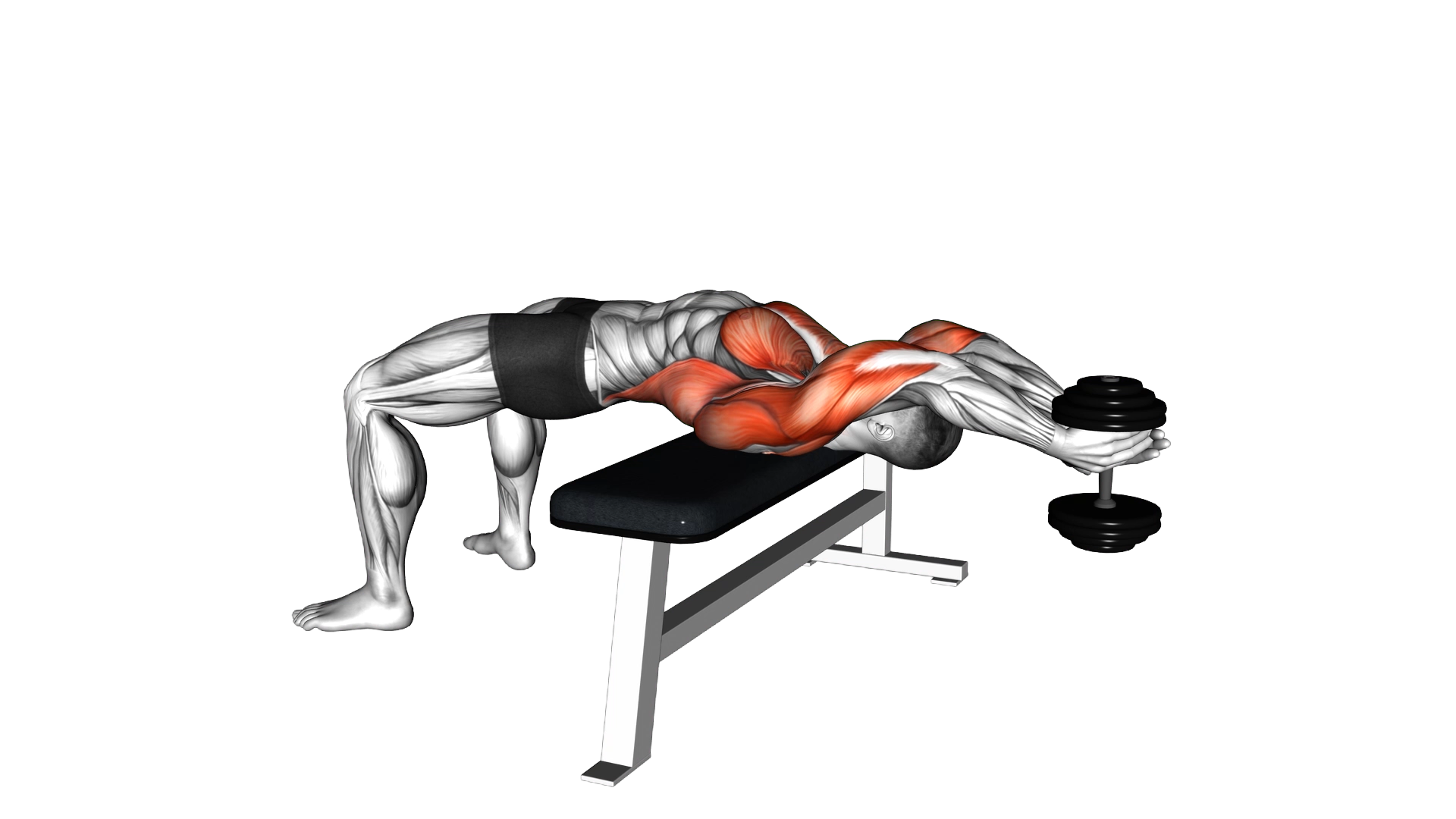 Dumbbell Pullover exercise demonstration