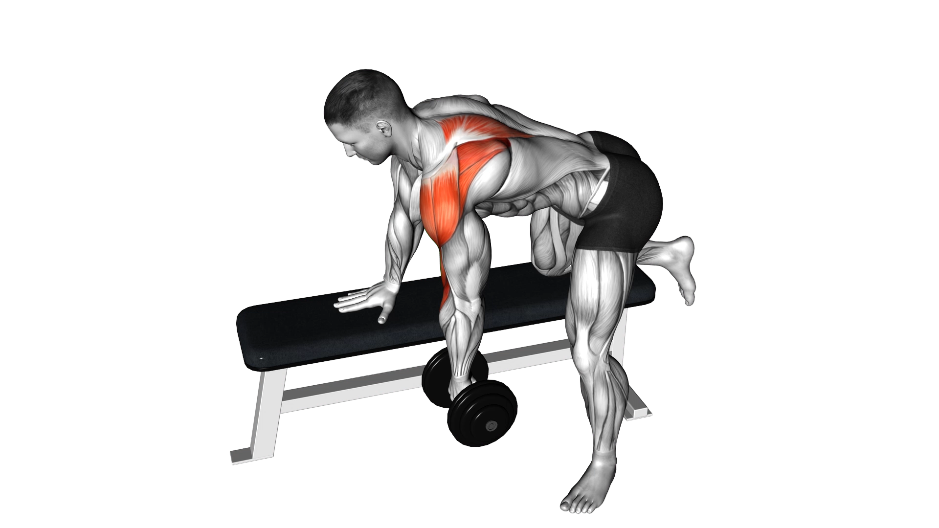 Dumbbell Rear Delt Row exercise thumbnail