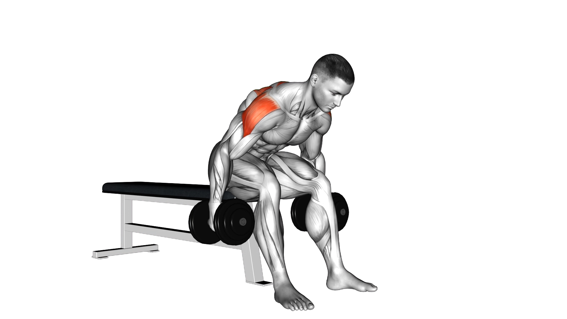 Dumbbell Rear Fly exercise thumbnail