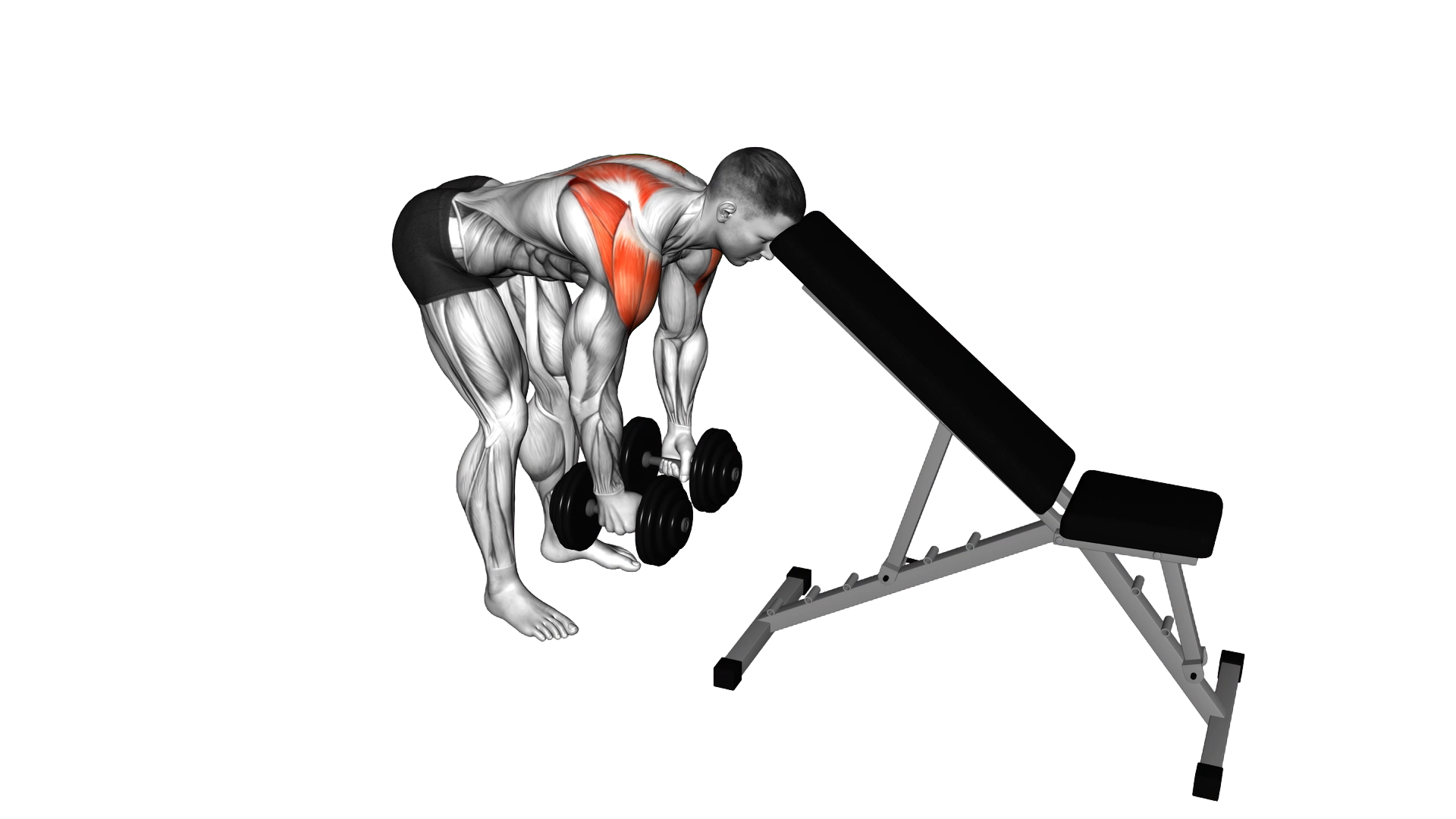Dumbbell Rear Lateral Raise (support head) exercise thumbnail