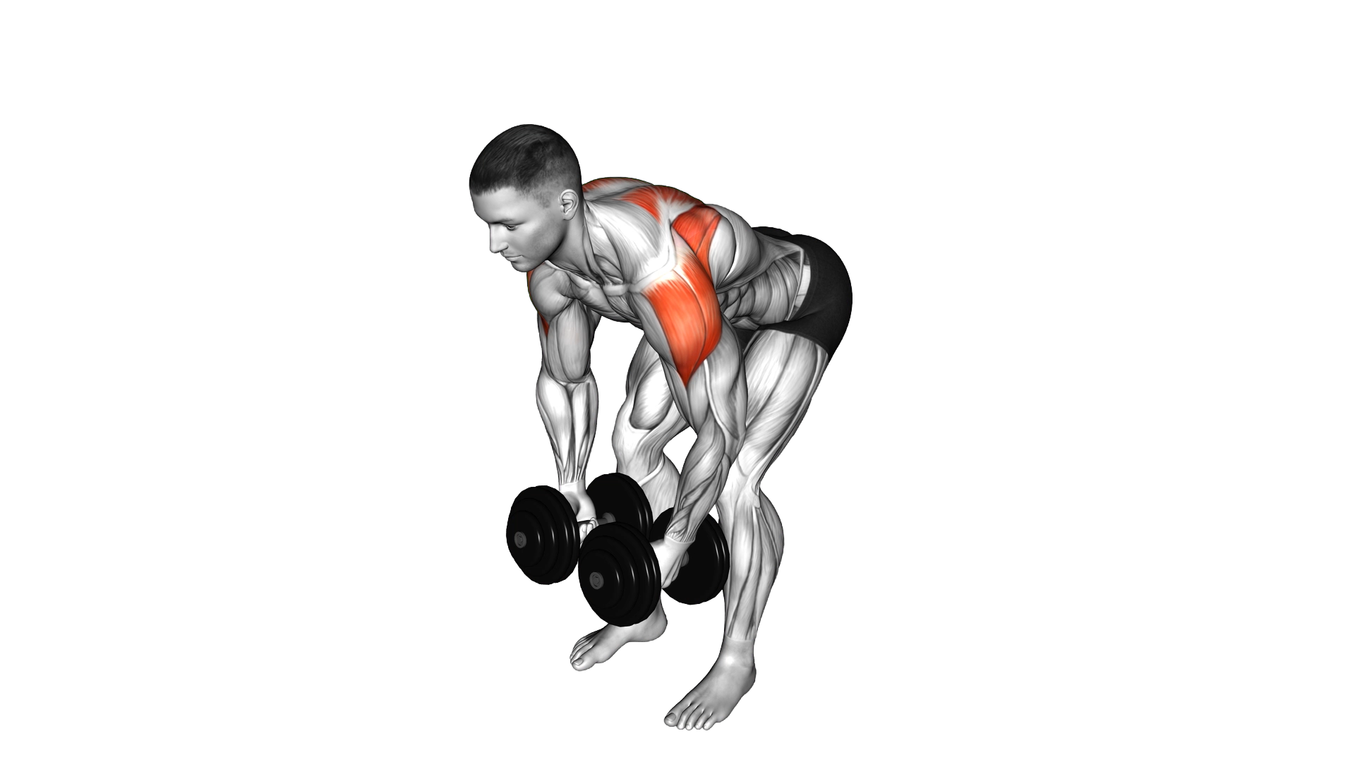 Dumbbell Rear Lateral Raise exercise thumbnail