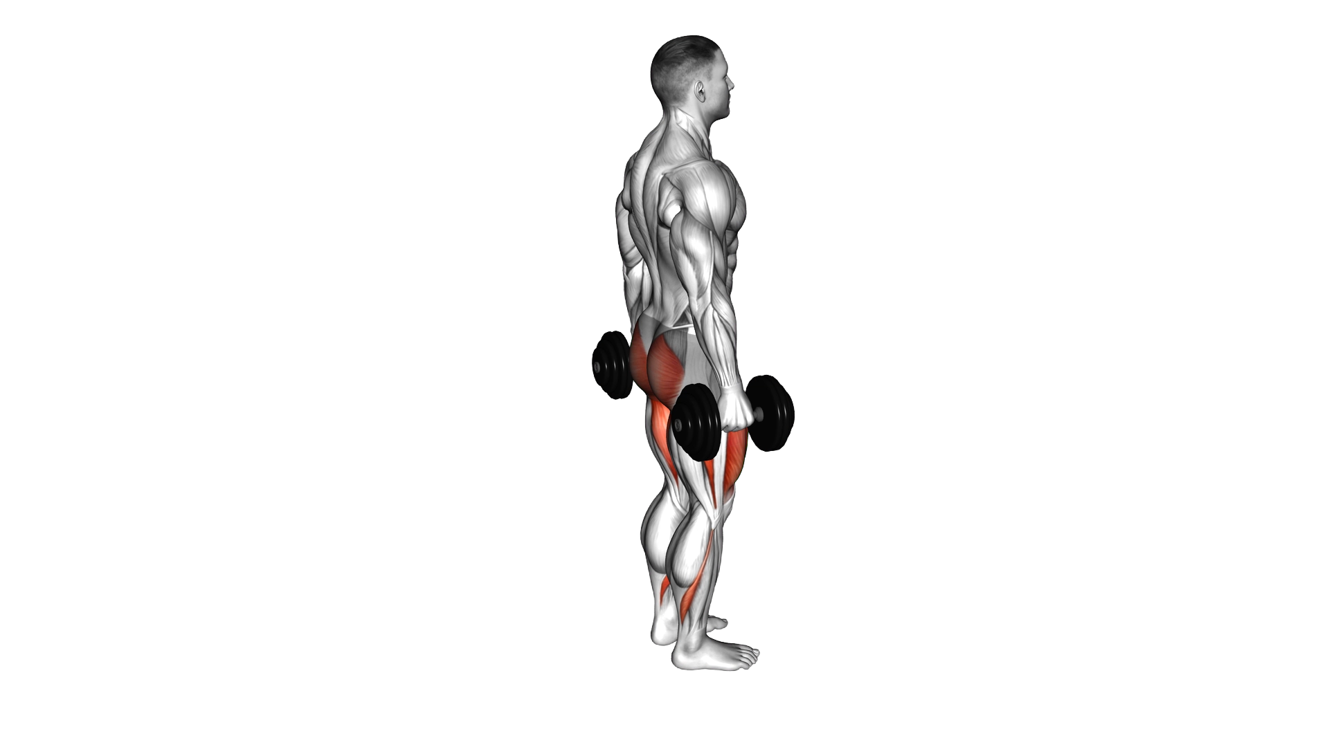 Dumbbell Rear Lunge exercise thumbnail