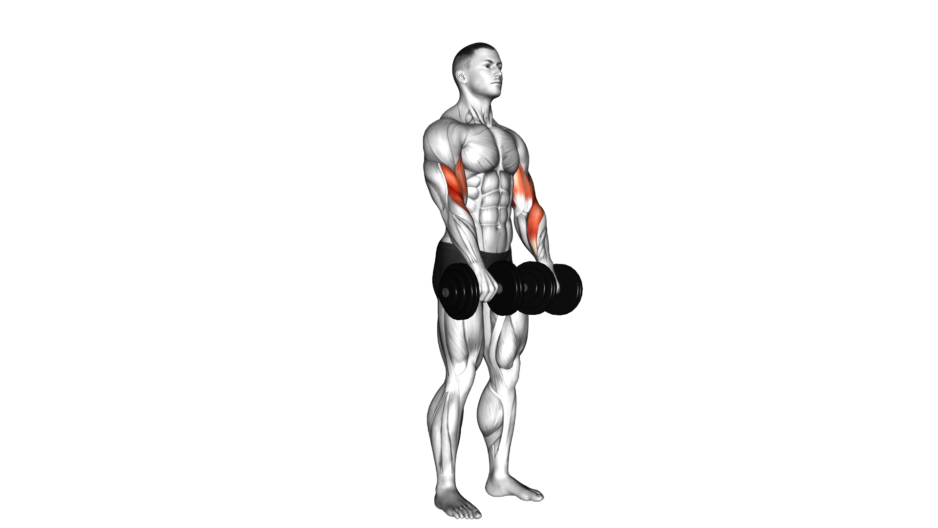 Dumbbell Revers grip Biceps Curl exercise thumbnail