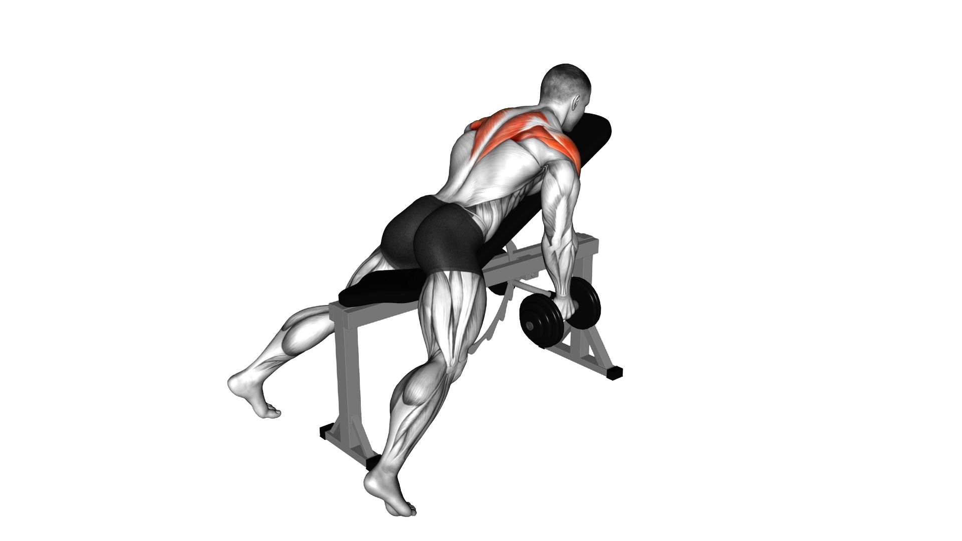 Dumbbell Reverse Fly exercise thumbnail