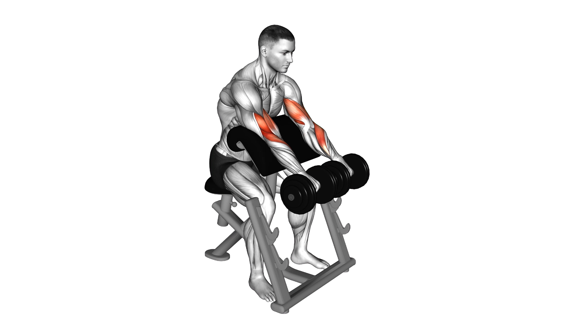 Dumbbell Reverse Preacher Curl exercise thumbnail