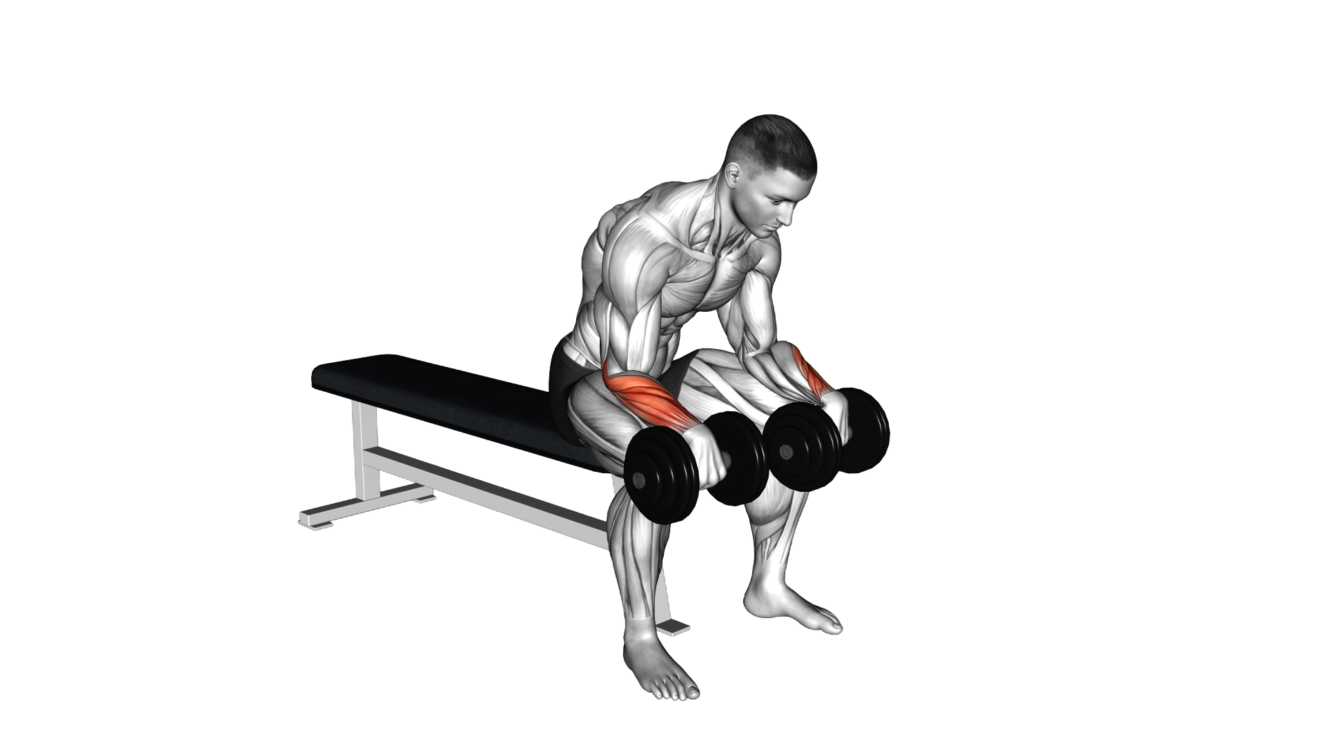 Dumbbell Reverse Wrist Curl exercise thumbnail
