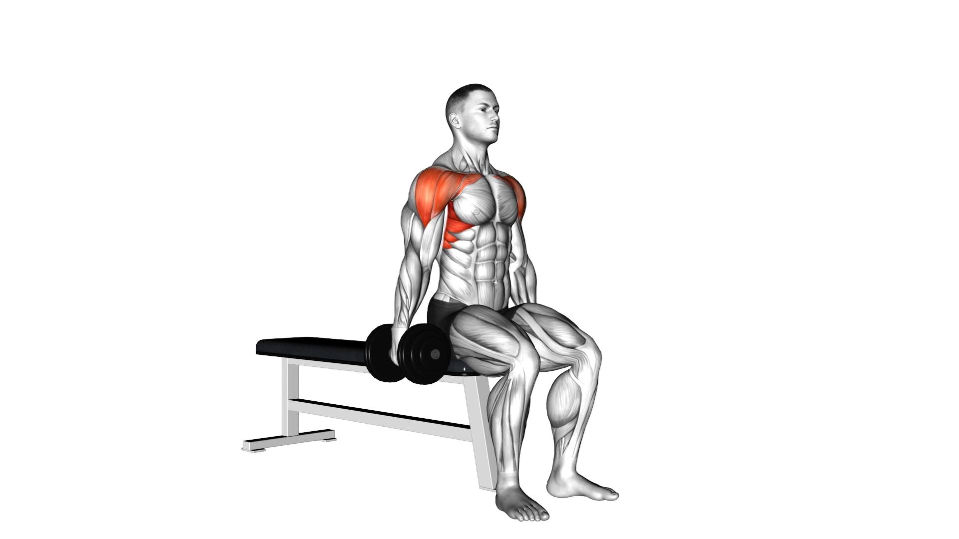 Dumbbell Seated Alternate Front Raise exercise thumbnail