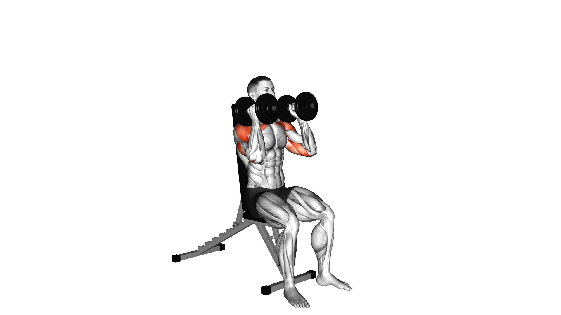 Dumbbell Seated Alternate Press exercise thumbnail