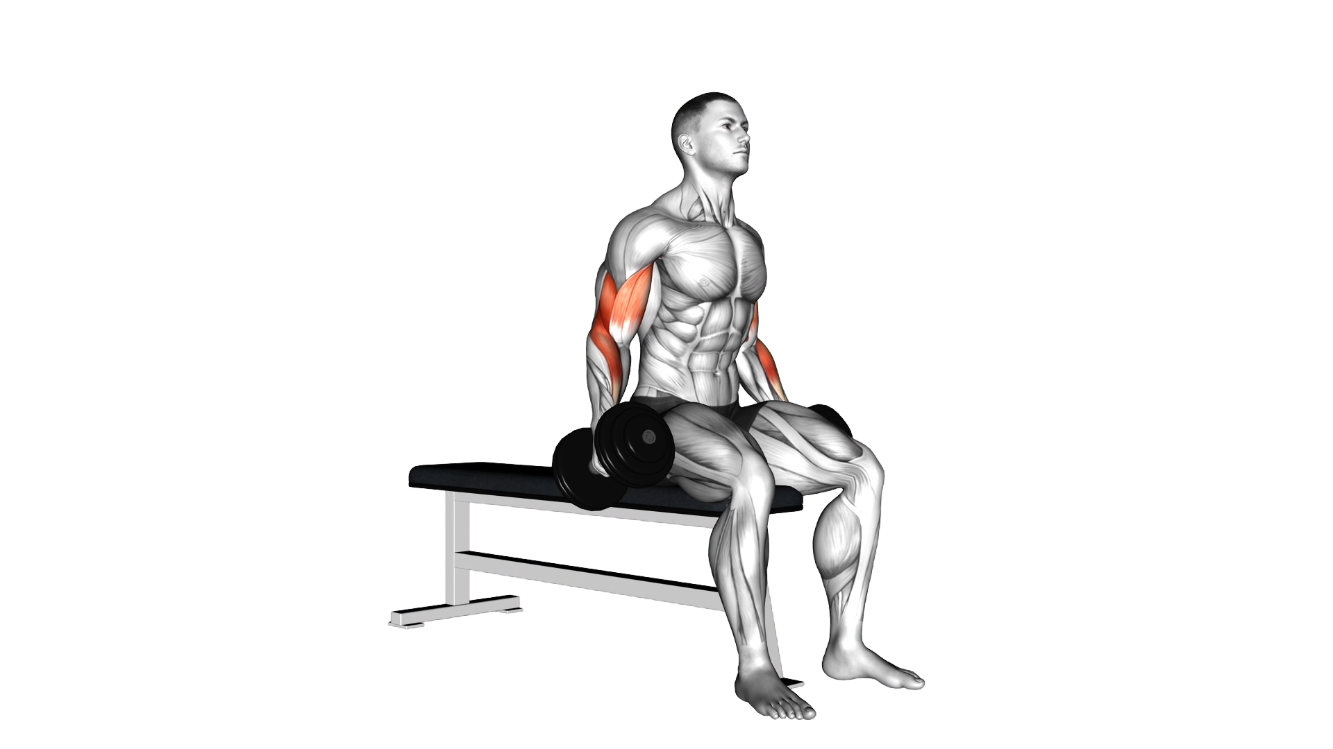 Dumbbell Seated Curl exercise thumbnail