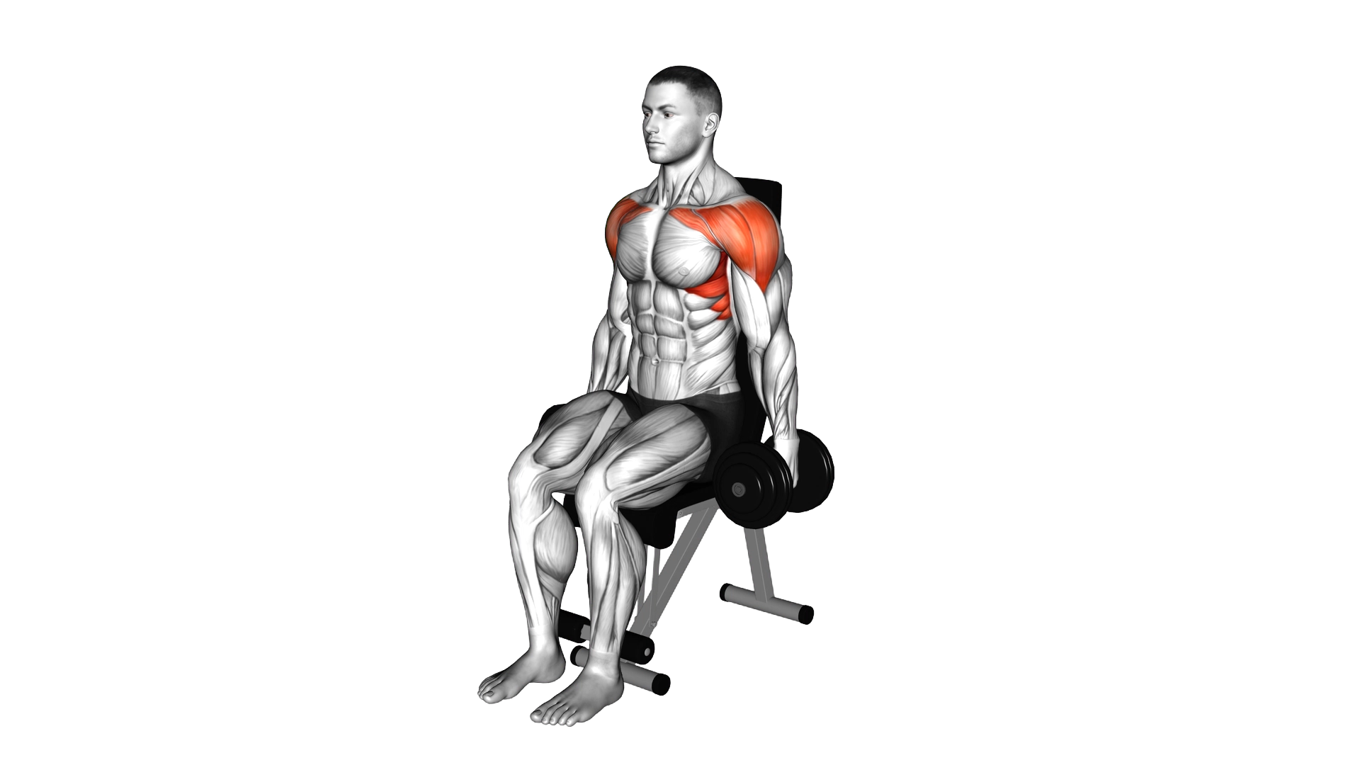 Dumbbell Seated Front Raise exercise thumbnail
