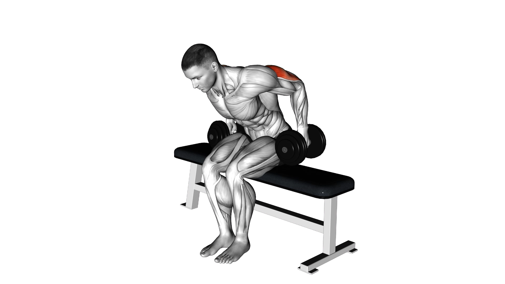 Dumbbell Seated Kickback exercise thumbnail