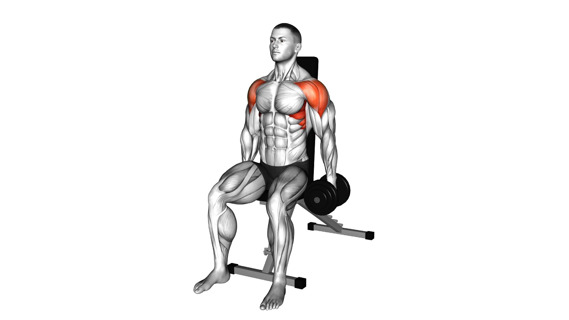 Dumbbell Seated Lateral Raise exercise thumbnail