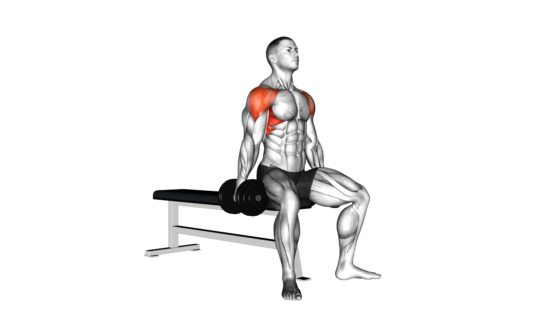 Dumbbell Seated Lateral Raise exercise thumbnail