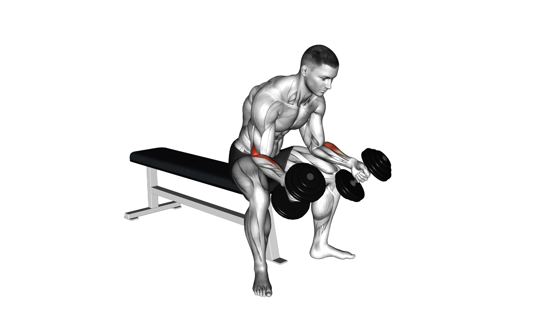 Dumbbell Seated Neutral Wrist Curl exercise thumbnail