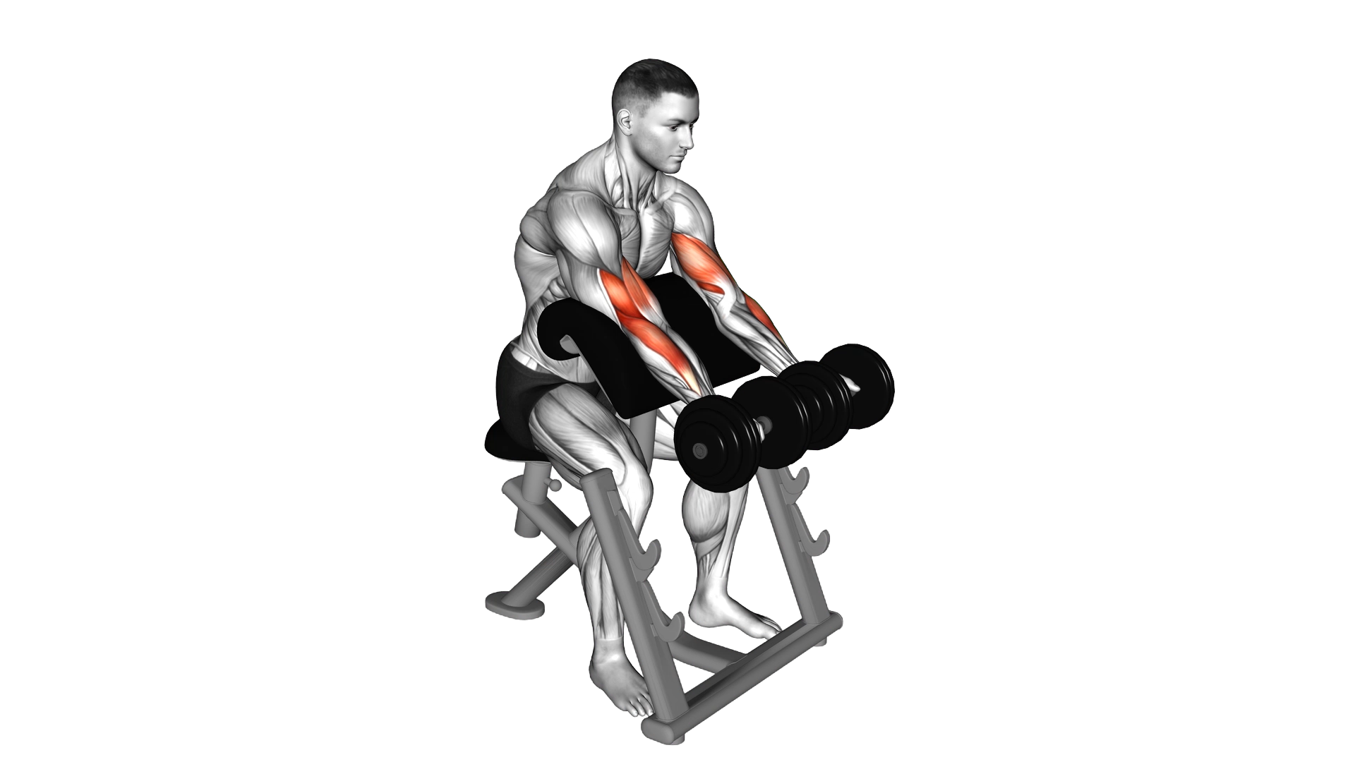 Dumbbell Seated Preacher Curl exercise thumbnail