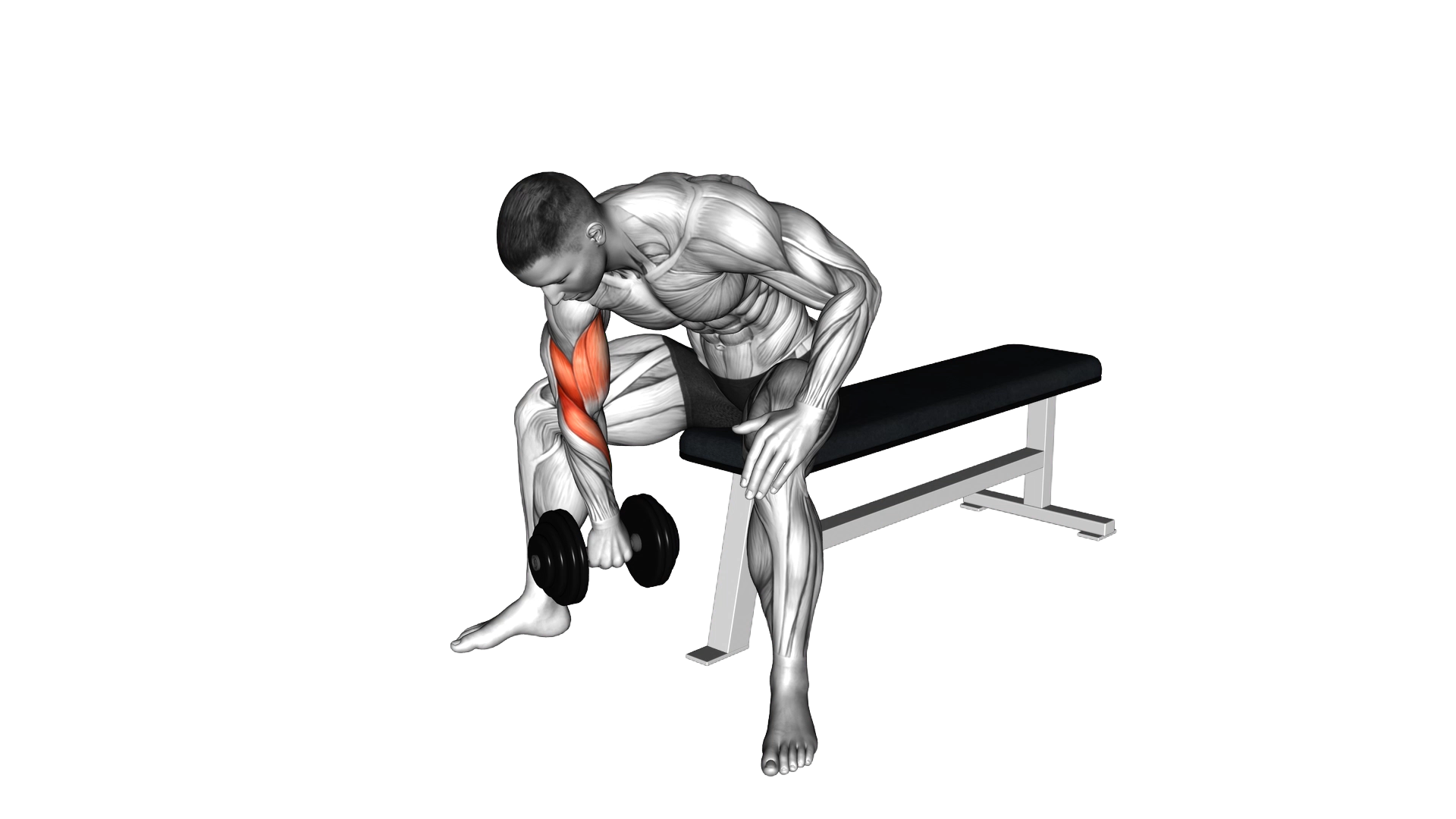 Dumbbell Seated Revers grip Concentration Curl exercise thumbnail