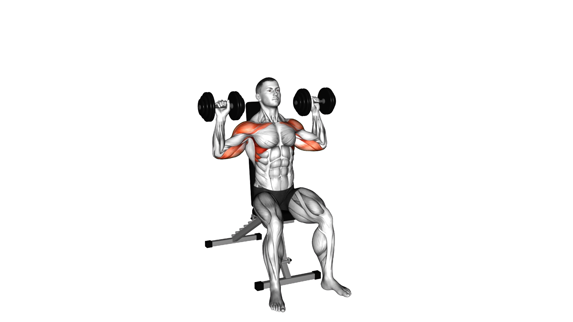 Dumbbell Seated Shoulder Press exercise thumbnail