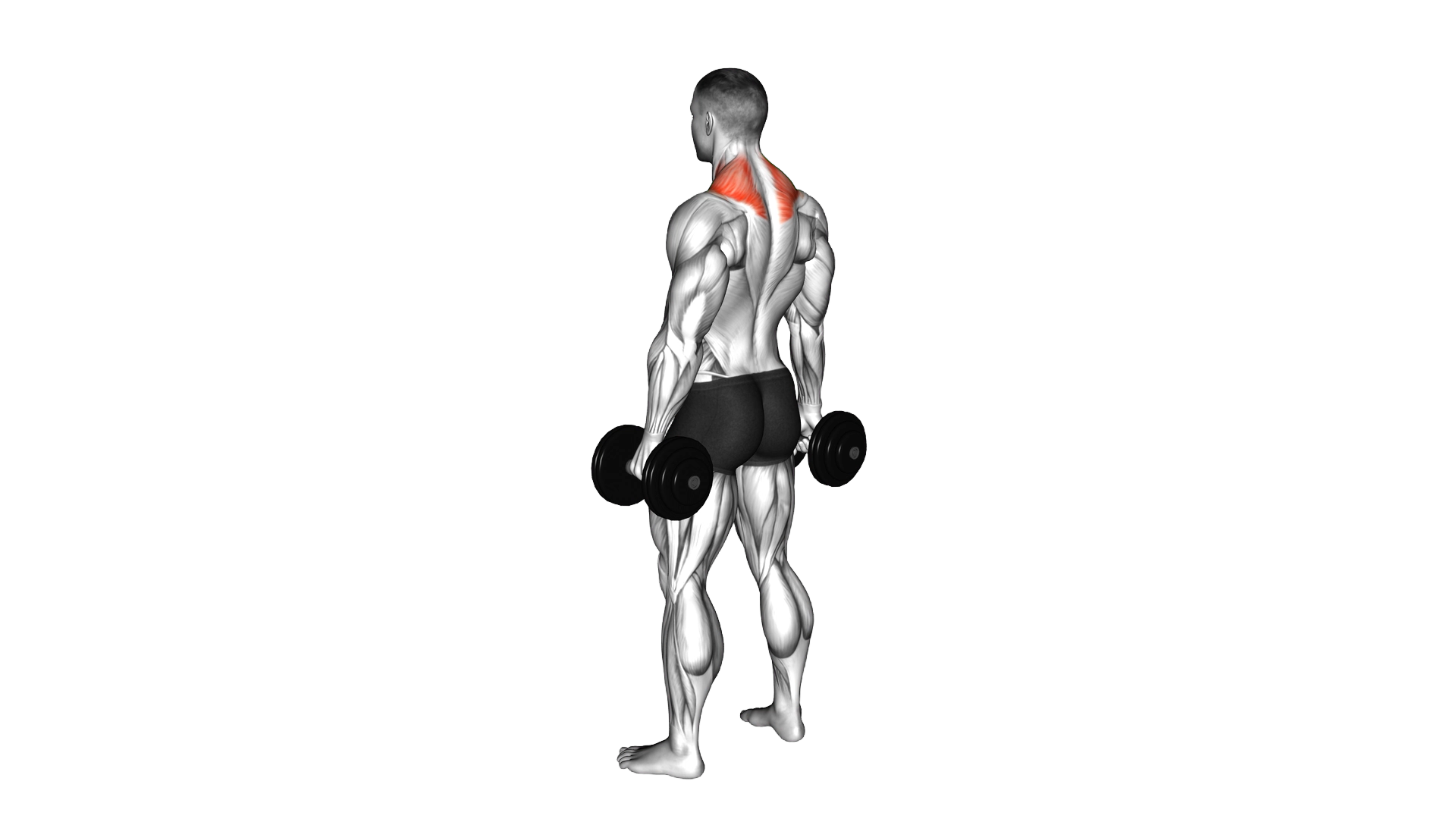 Dumbbell Shrug exercise thumbnail