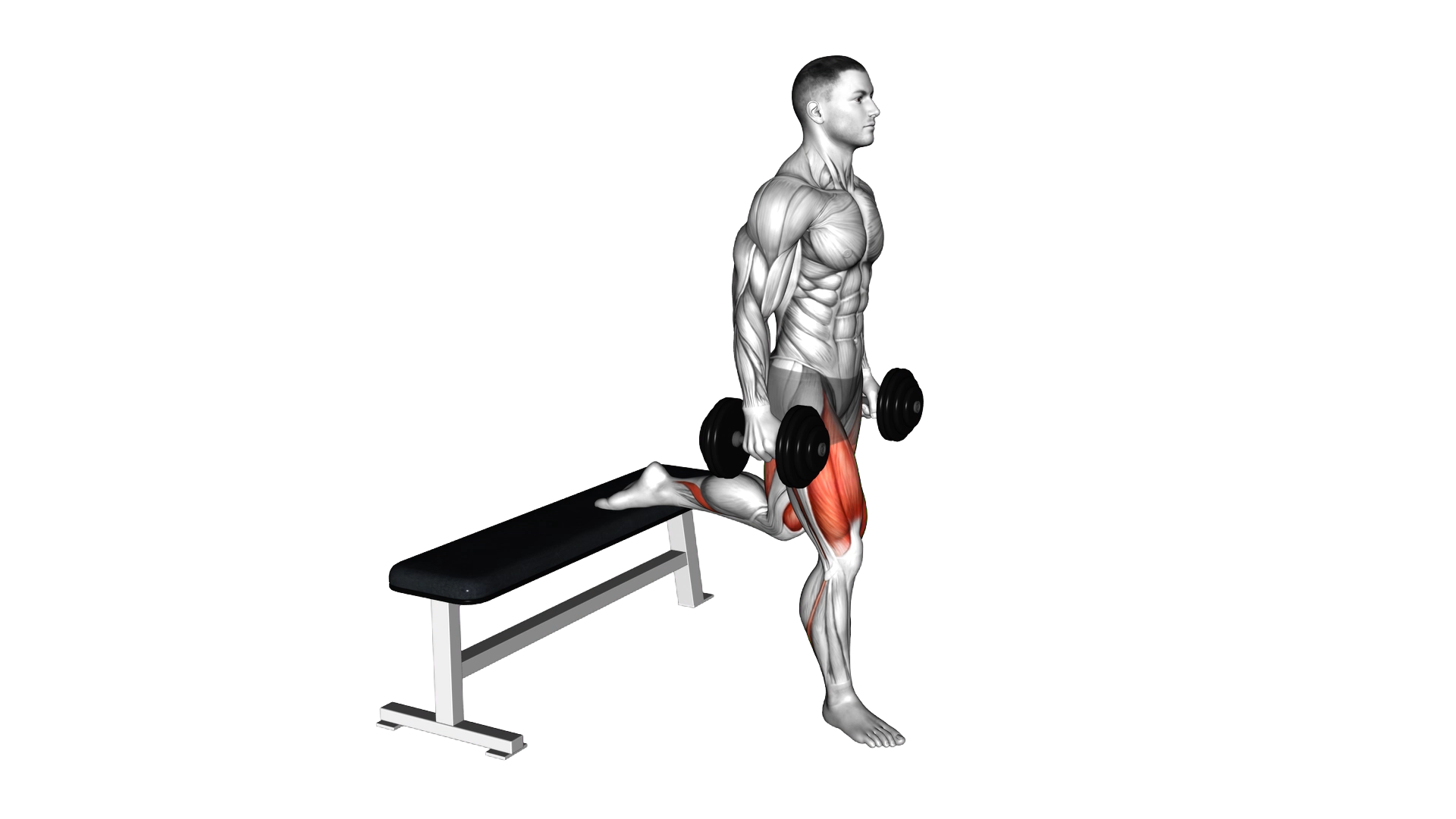 Dumbbell Single Leg Split Squat exercise thumbnail