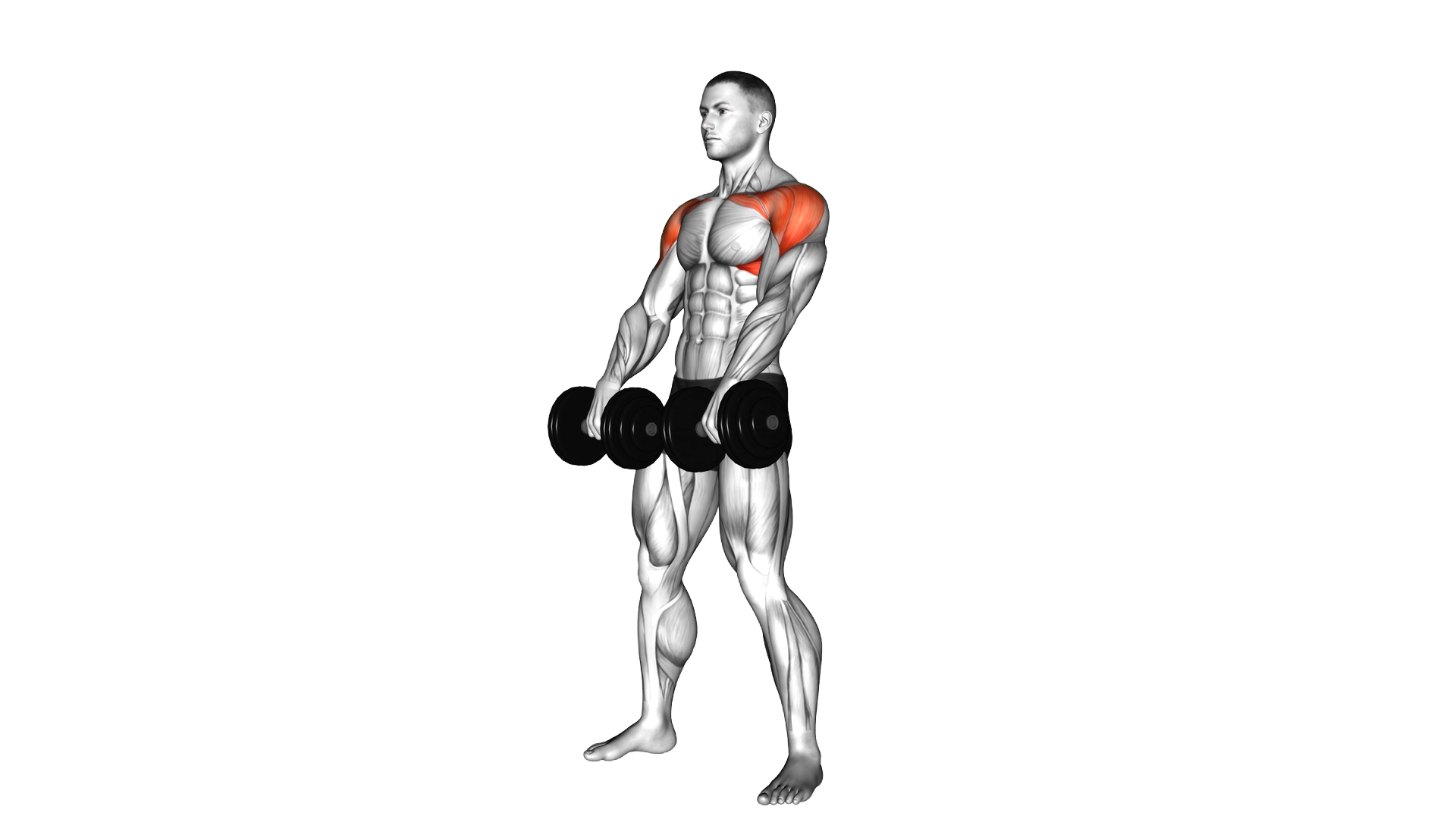 Dumbbell Standing Alternate Raise exercise demonstration