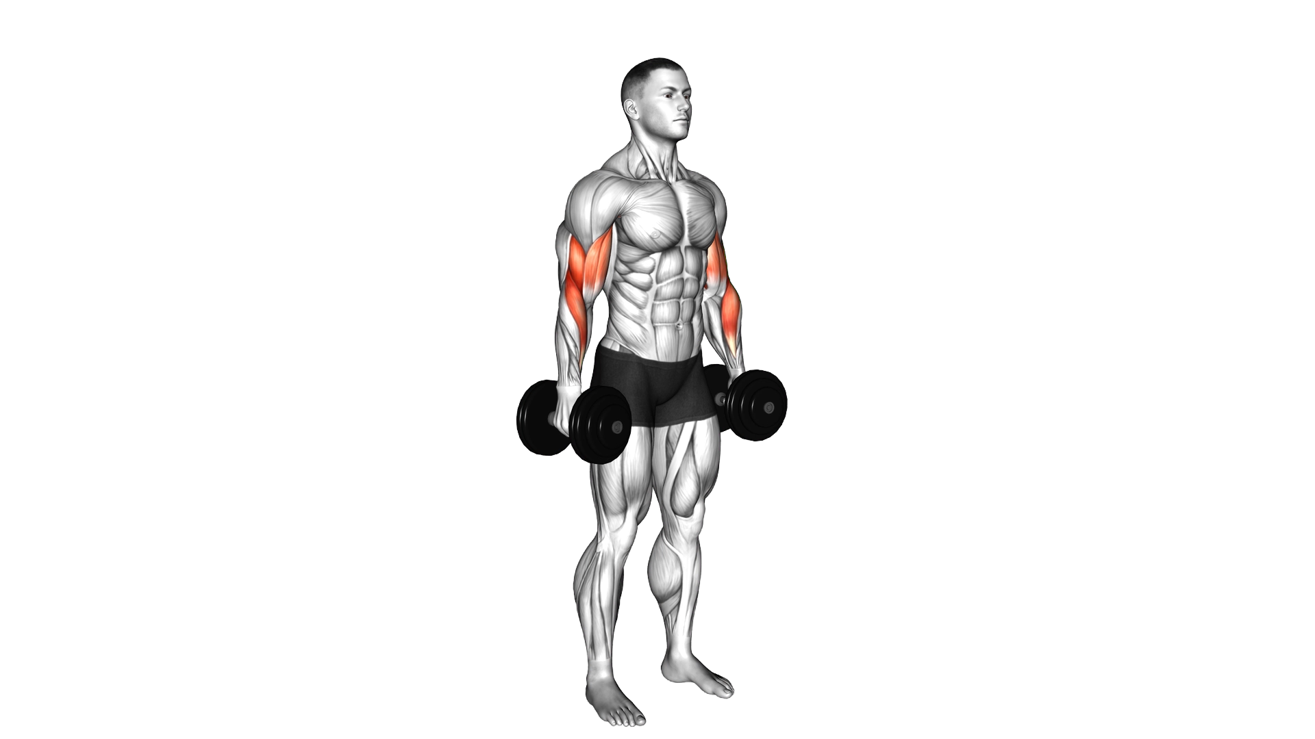 Dumbbell Standing Biceps Curl exercise thumbnail