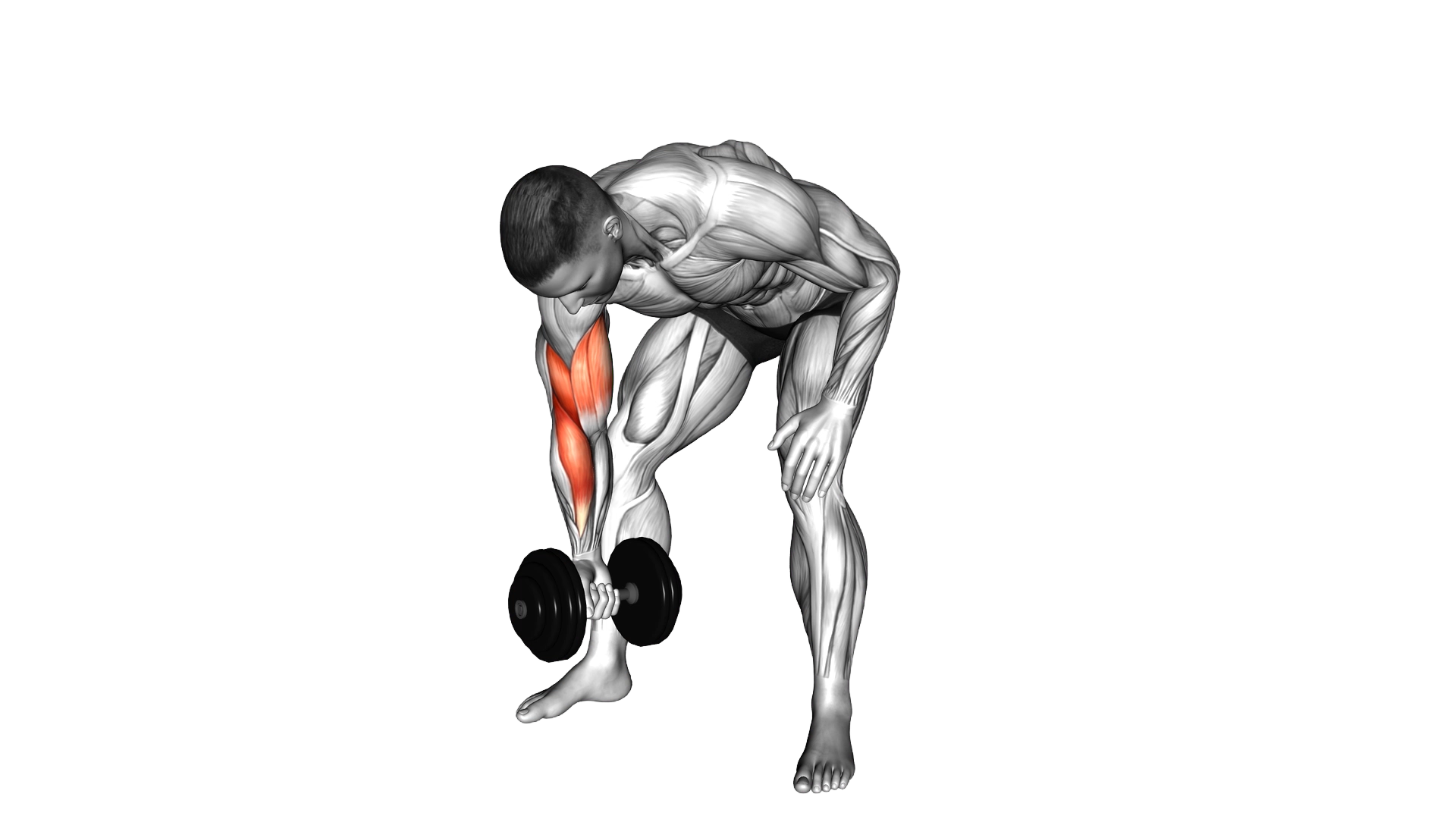 Dumbbell Standing Concentration Curl exercise thumbnail