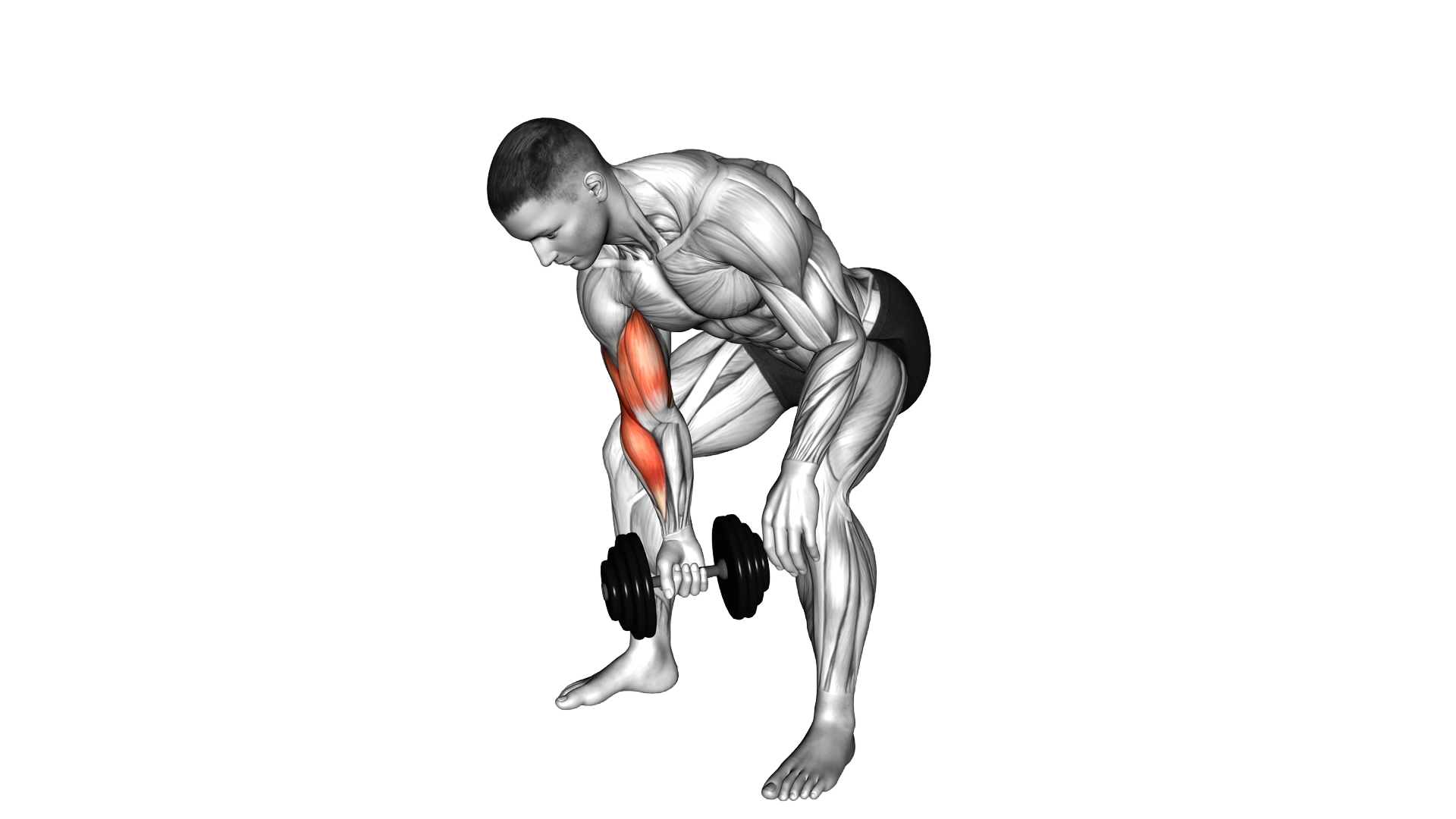 Dumbbell Standing One Arm Concentration Curl exercise demonstration