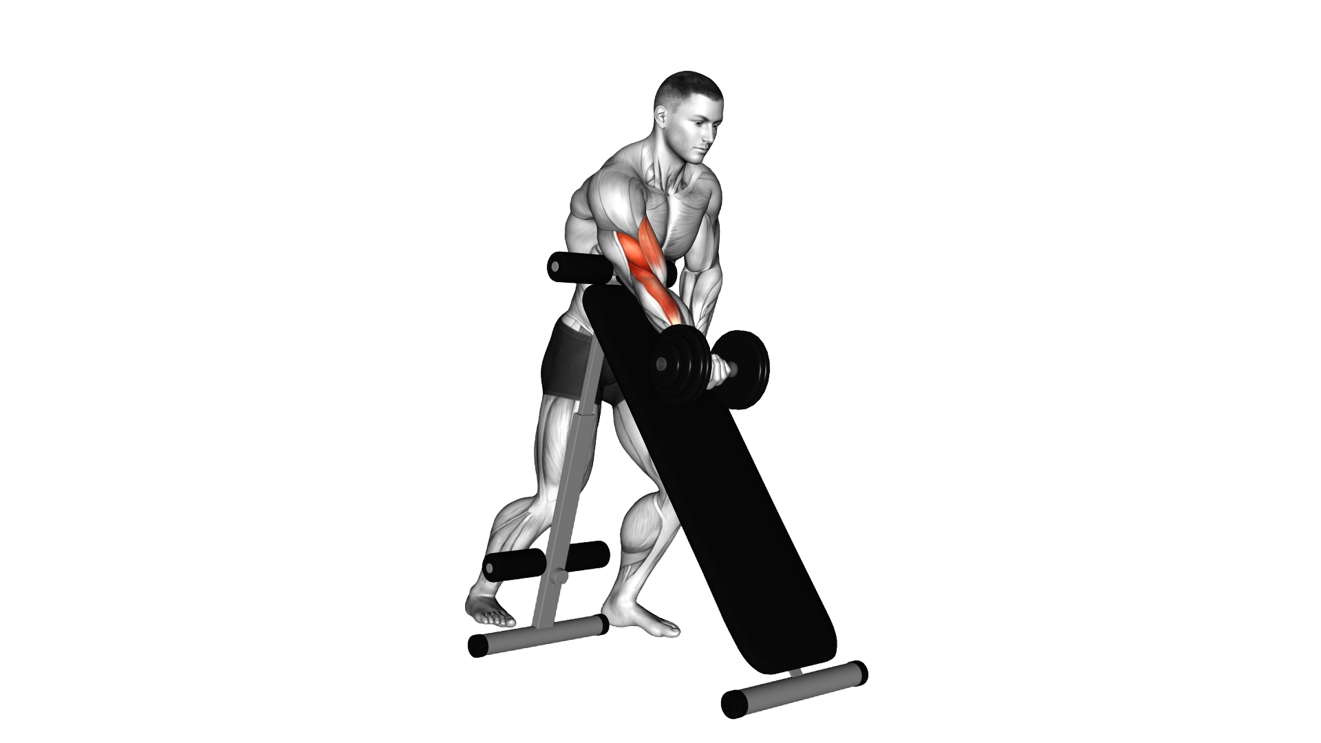 Dumbbell Standing One Arm Curl (over incline bench) exercise thumbnail