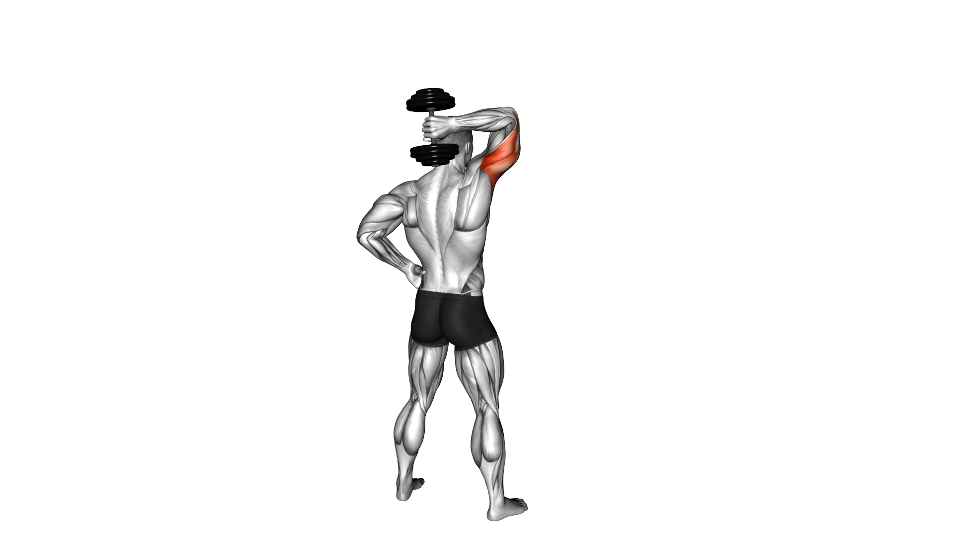 Dumbbell Standing One Arm Extension exercise demonstration
