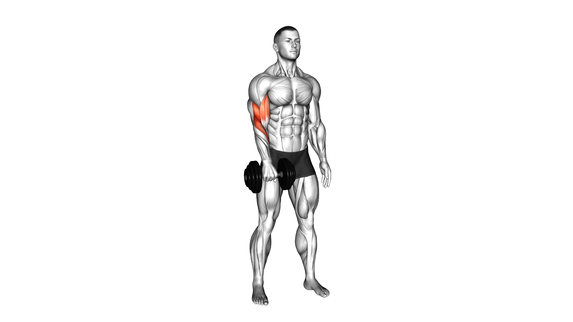 Dumbbell Standing One Arm Reverse Curl exercise demonstration