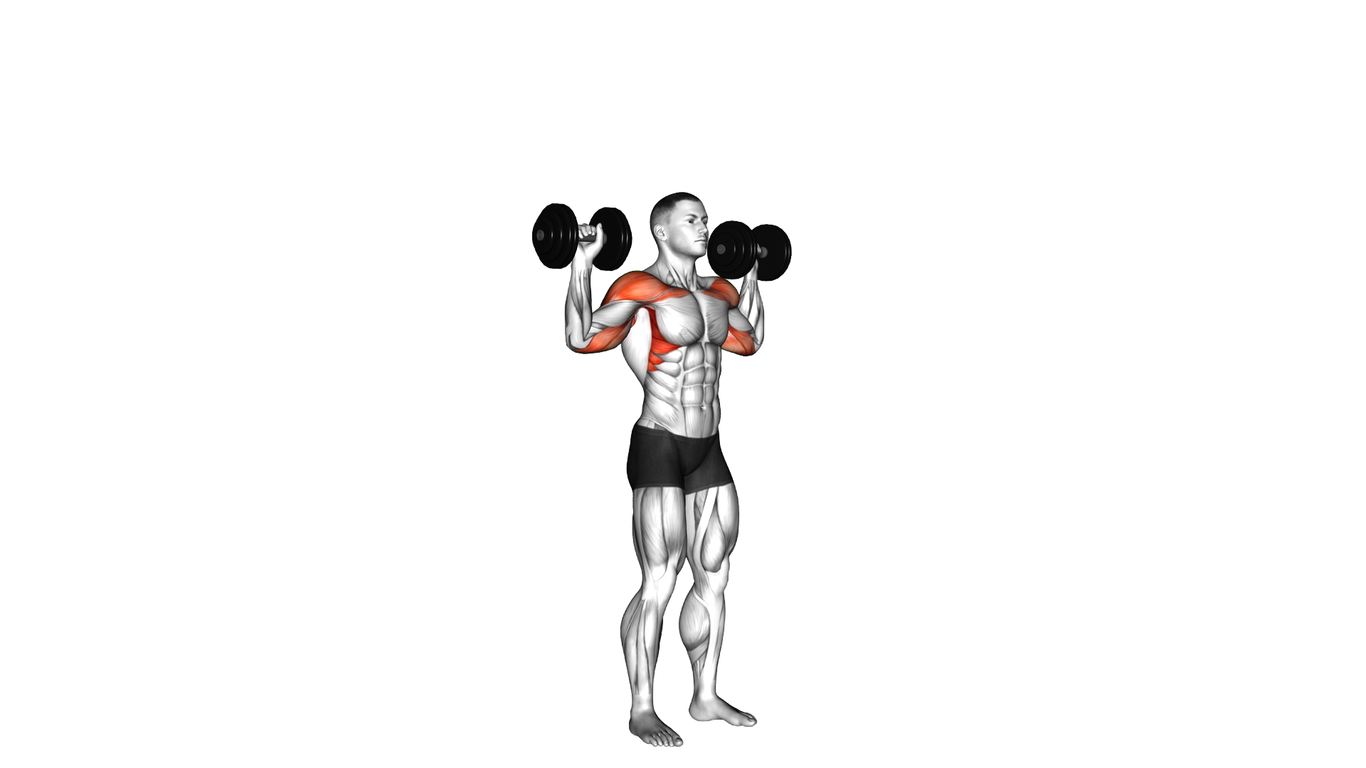 Dumbbell Standing Overhead Press exercise demonstration