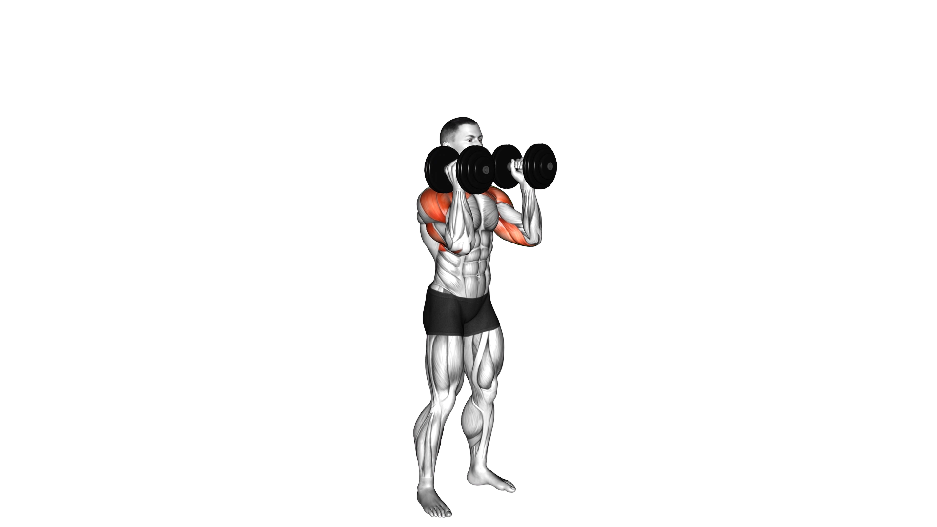 Dumbbell Standing Palms In Press exercise demonstration