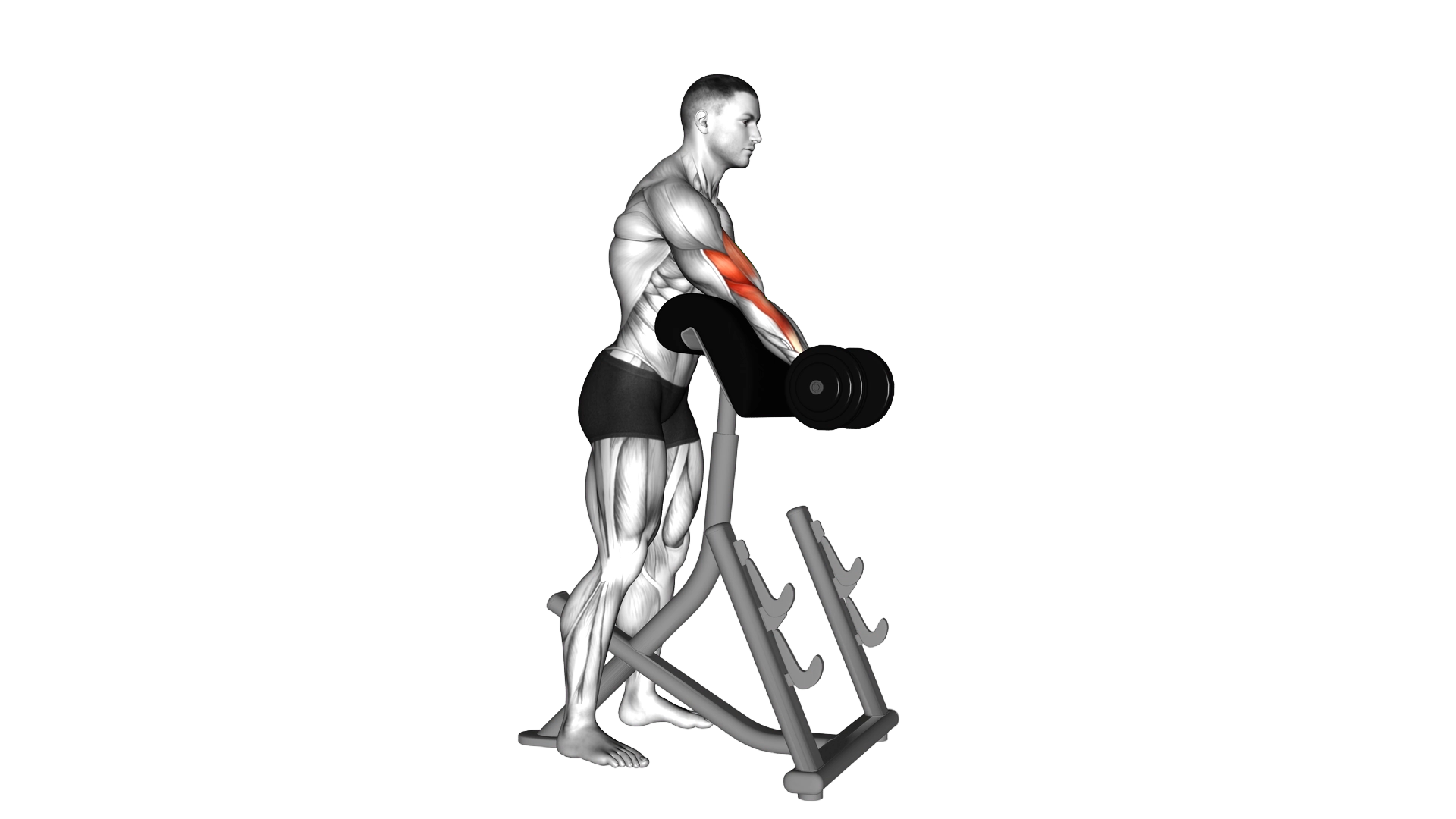 Dumbbell Standing Preacher Curl exercise demonstration