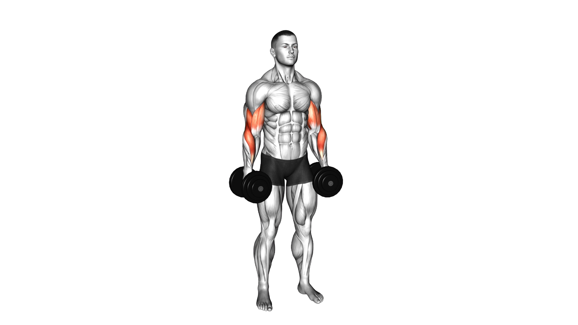Dumbbell Standing Reverse Curl exercise demonstration