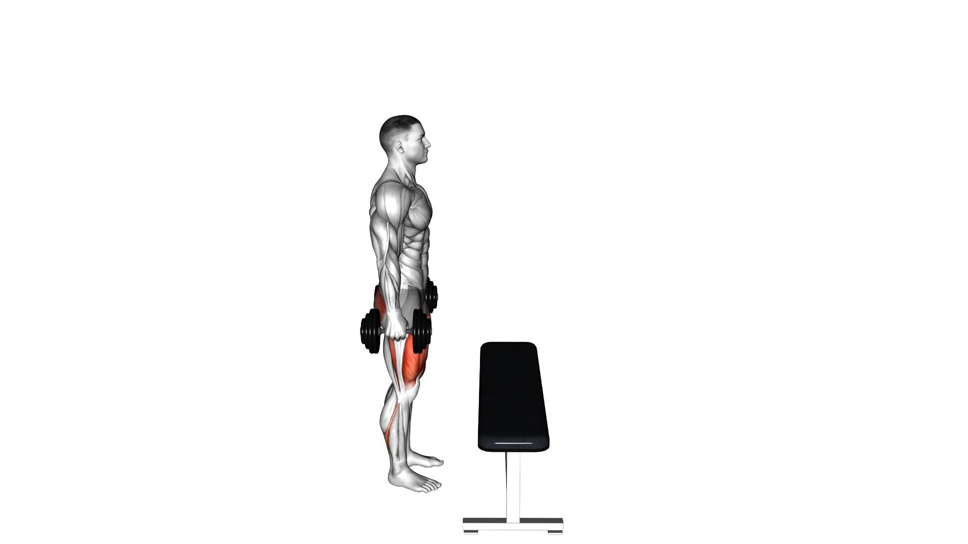 Dumbbell Step up exercise demonstration