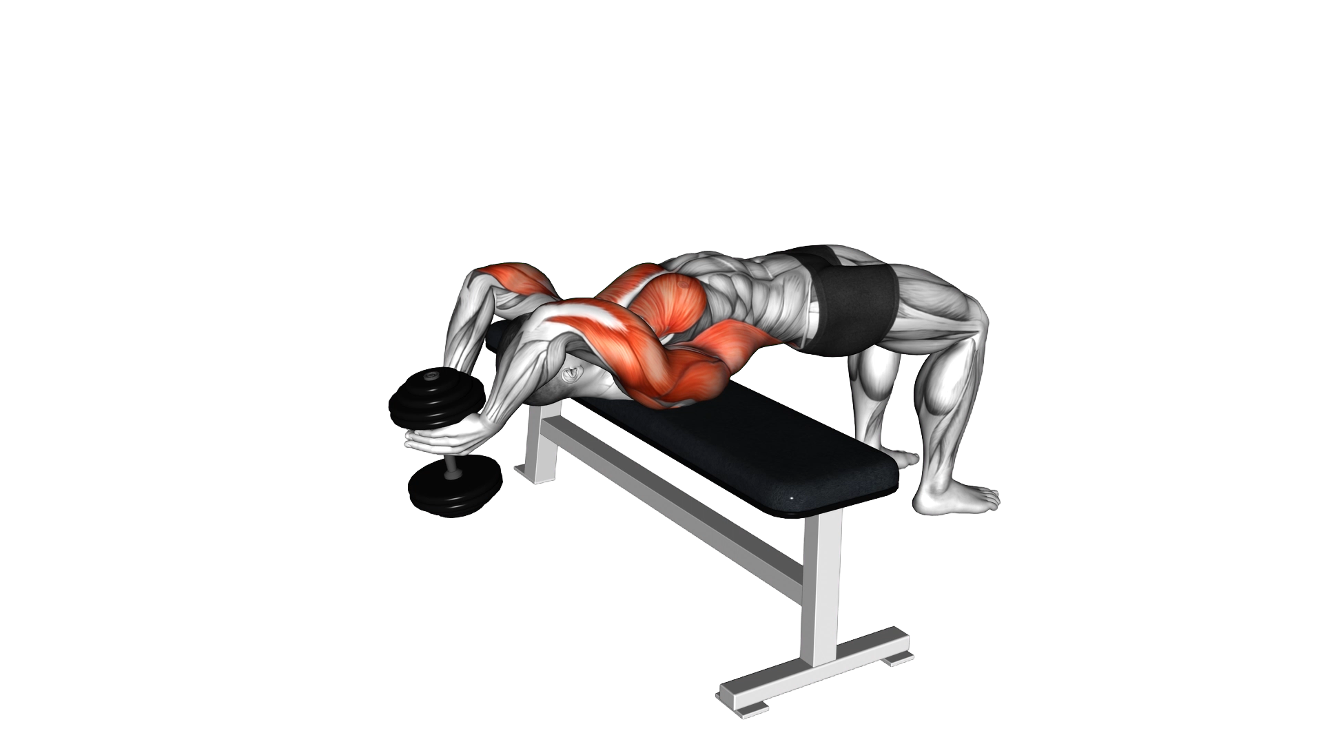 Dumbbell Straight Arm Pullover exercise thumbnail