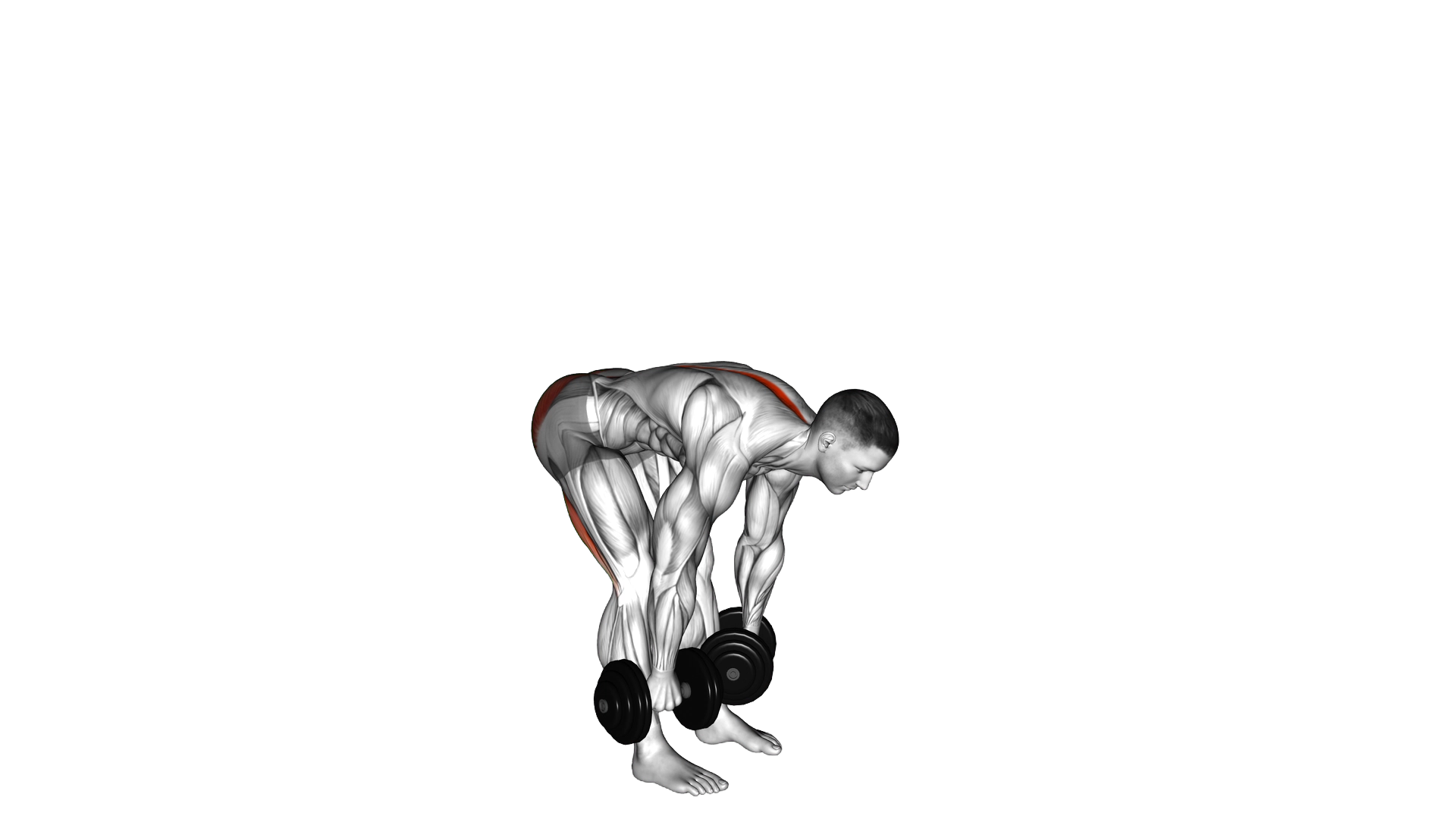 Dumbbell Straight Leg Deadlift exercise thumbnail